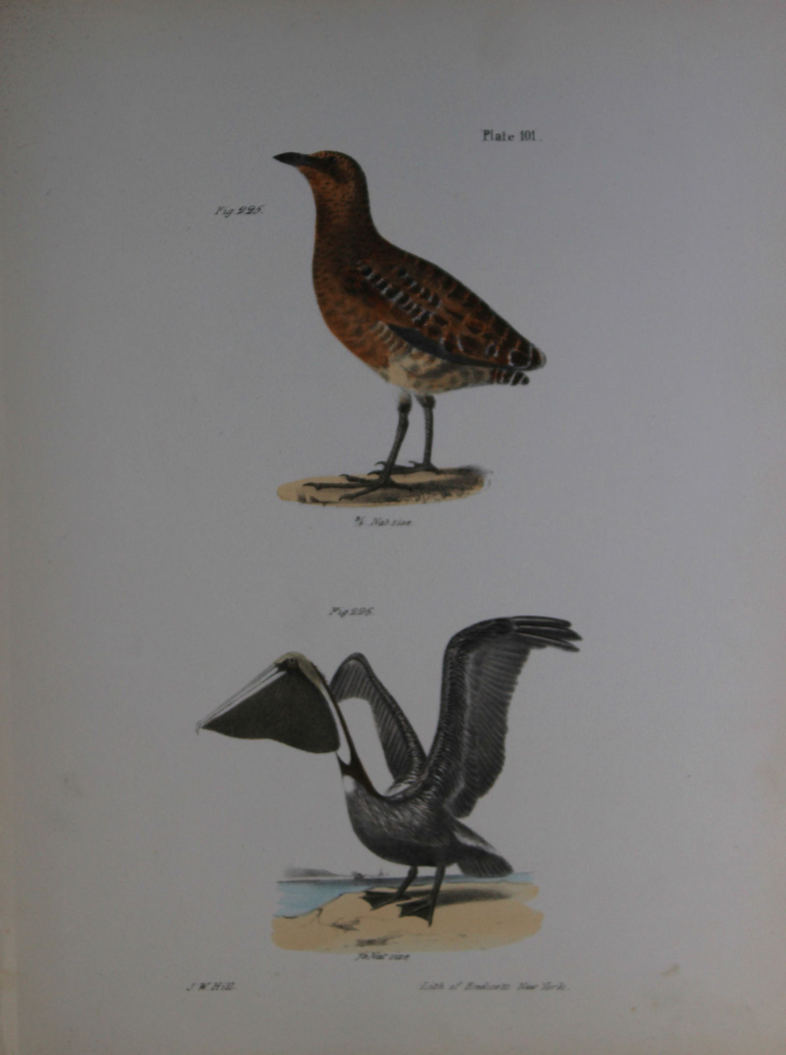 James E DeKay - Plate CI The New York Rail and The Brown Pelican 1844: This original and striking 19th century engraving, drawn mostly from living specimens, have been superbly hand painted by professional colourists.James E. DeKay (1792 ? 1851) was an American zoologist