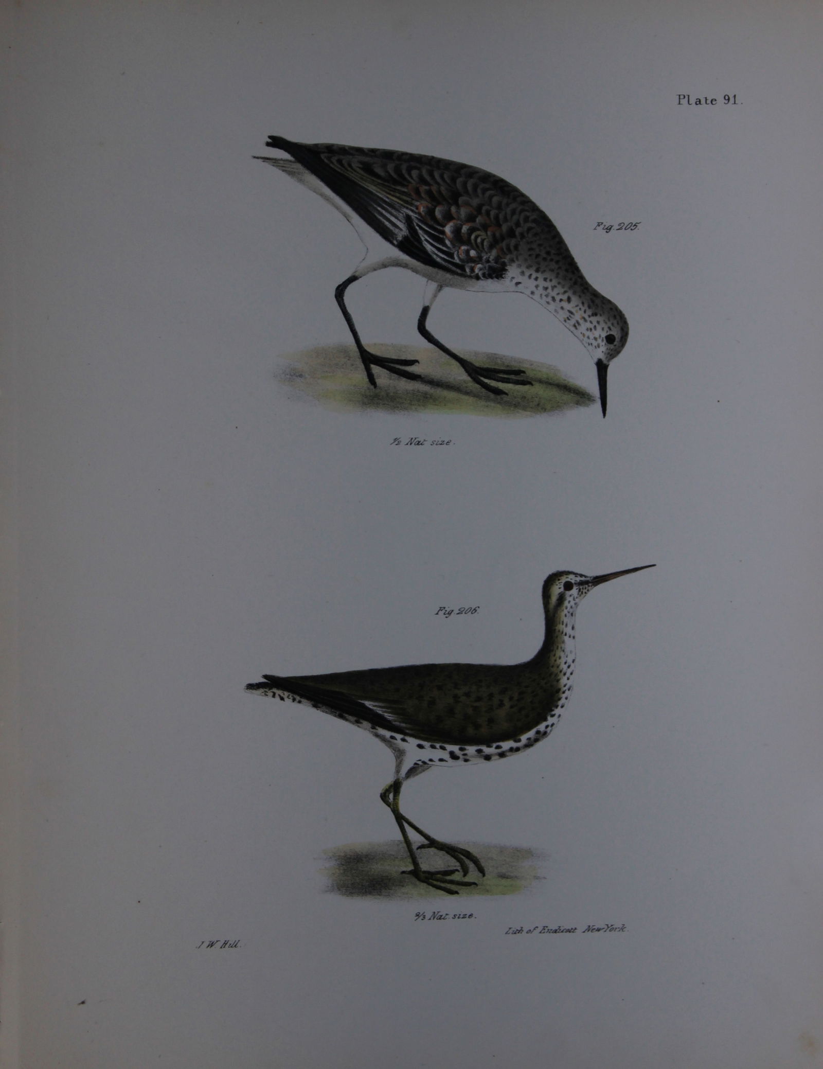 James E DeKay - Plate XCI The Sanderling and The Spotted Sandlark 1844: This original and striking 19th century engraving, drawn mostly from living specimens, have been superbly hand painted by professional colourists.James E. DeKay (1792 ? 1851) was an American zoologist