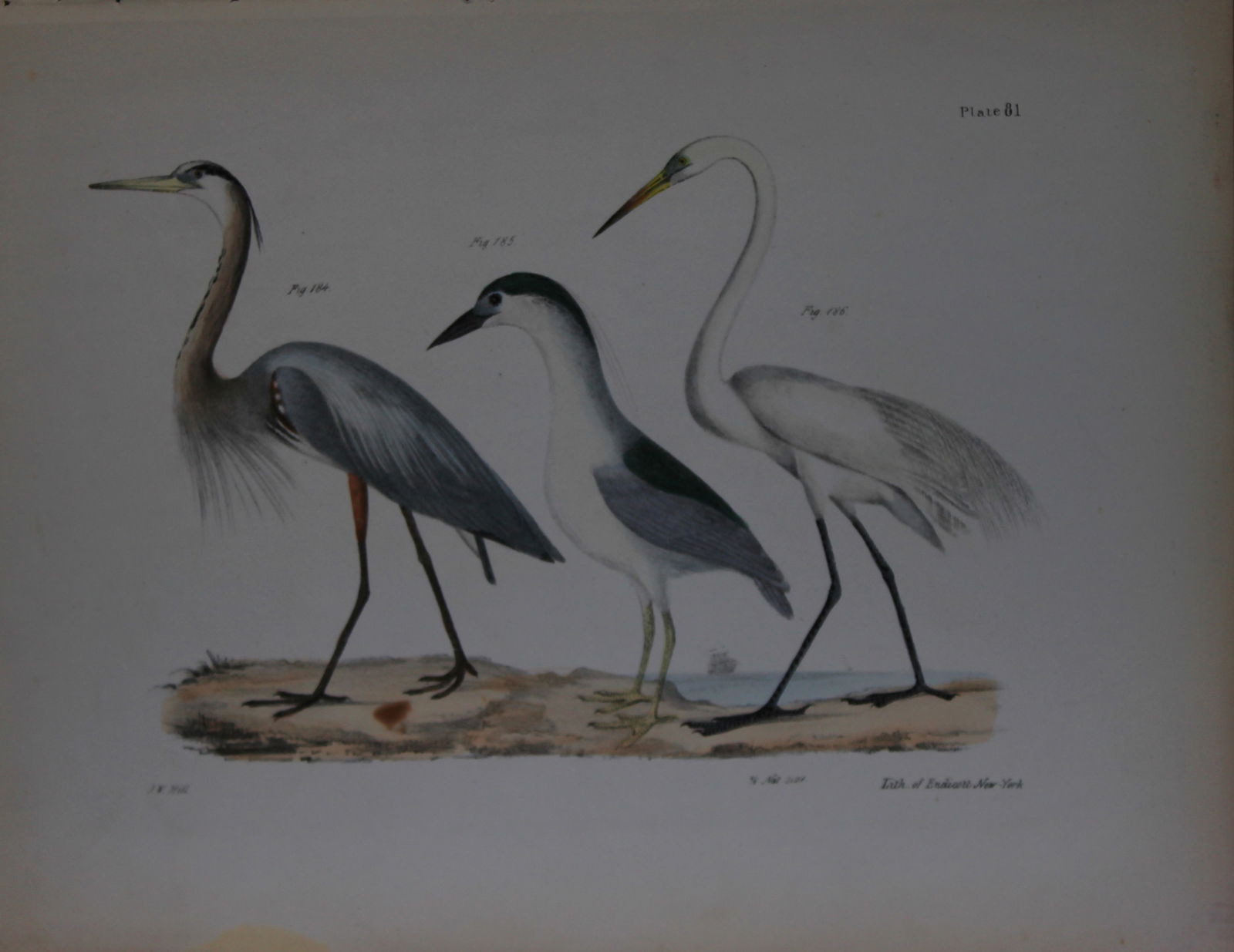 James E DeKay - Plate LXXXI The Great Blue Heron, The Black-crowned Night Heron and The Great White (1 of 1)