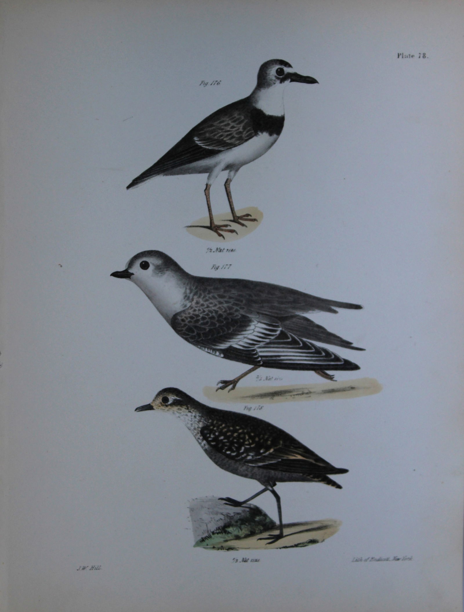 James E DeKay - Plate LXXVIII Wilson's Plover, The Piping Plover and The Golden Plover 1844 (1 of 1)