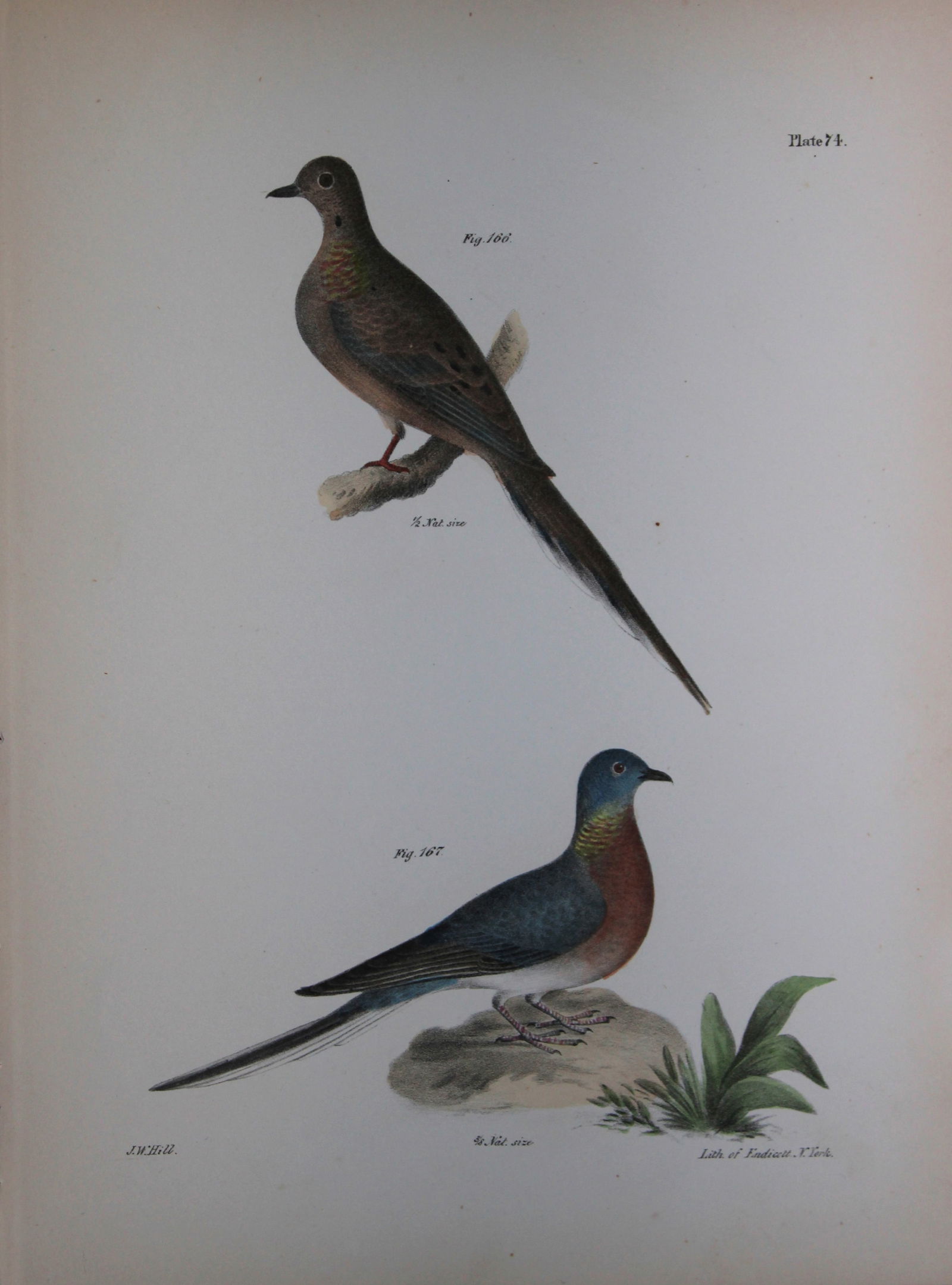 James E DeKay - Plate LXXIV The Carolina Turtle Dove and The Wild Pigeon 1844 (1 of 1)