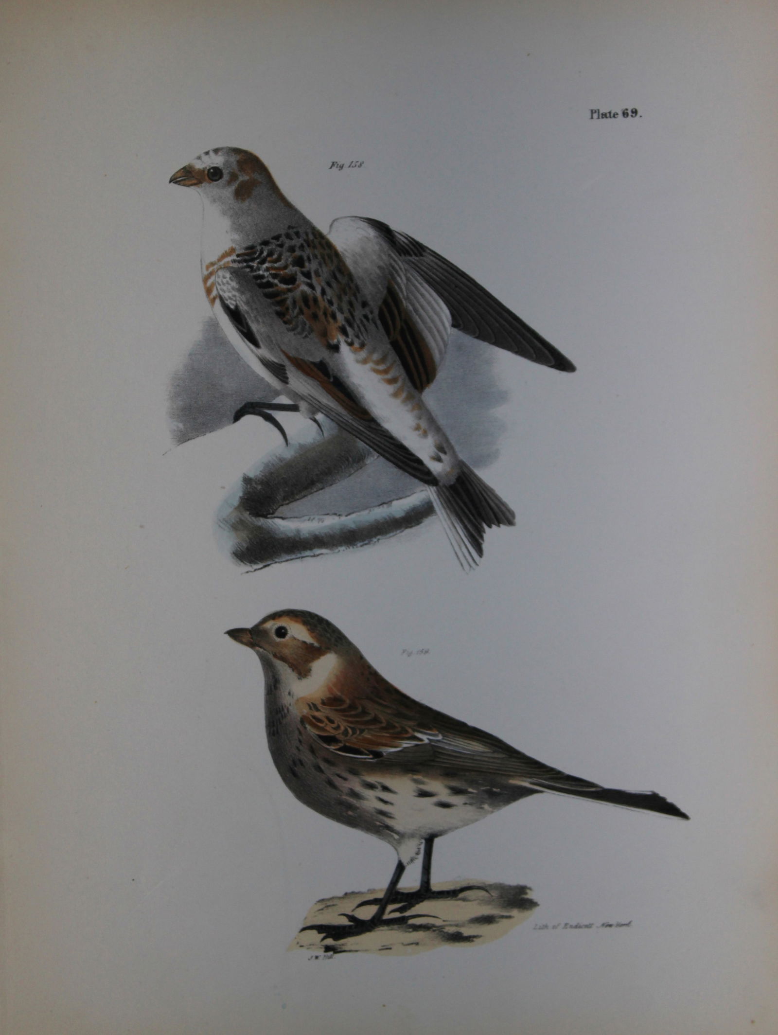 James E DeKay - Plate LXIX The White Snowbird and The Lapland Snowbird 1844 (1 of 1)