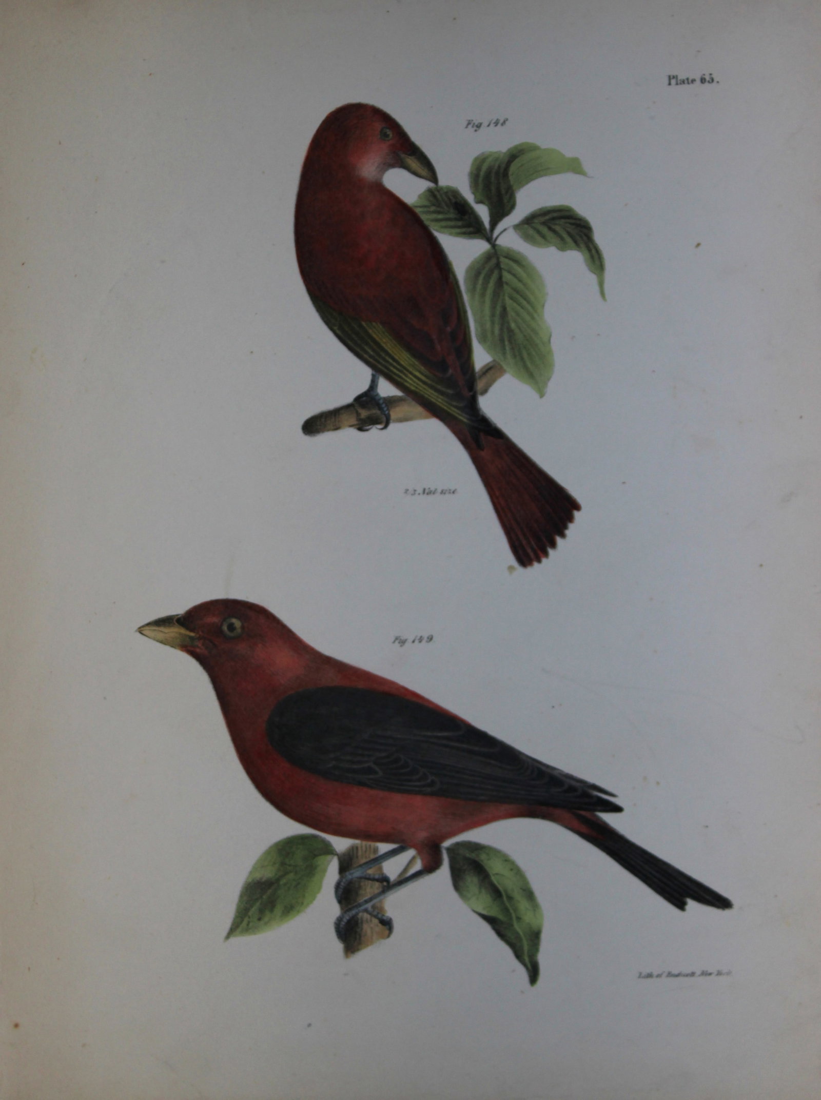 James E DeKay - Plate LXV The Redbird and The Black-winged Redbird 1844 (1 of 1)