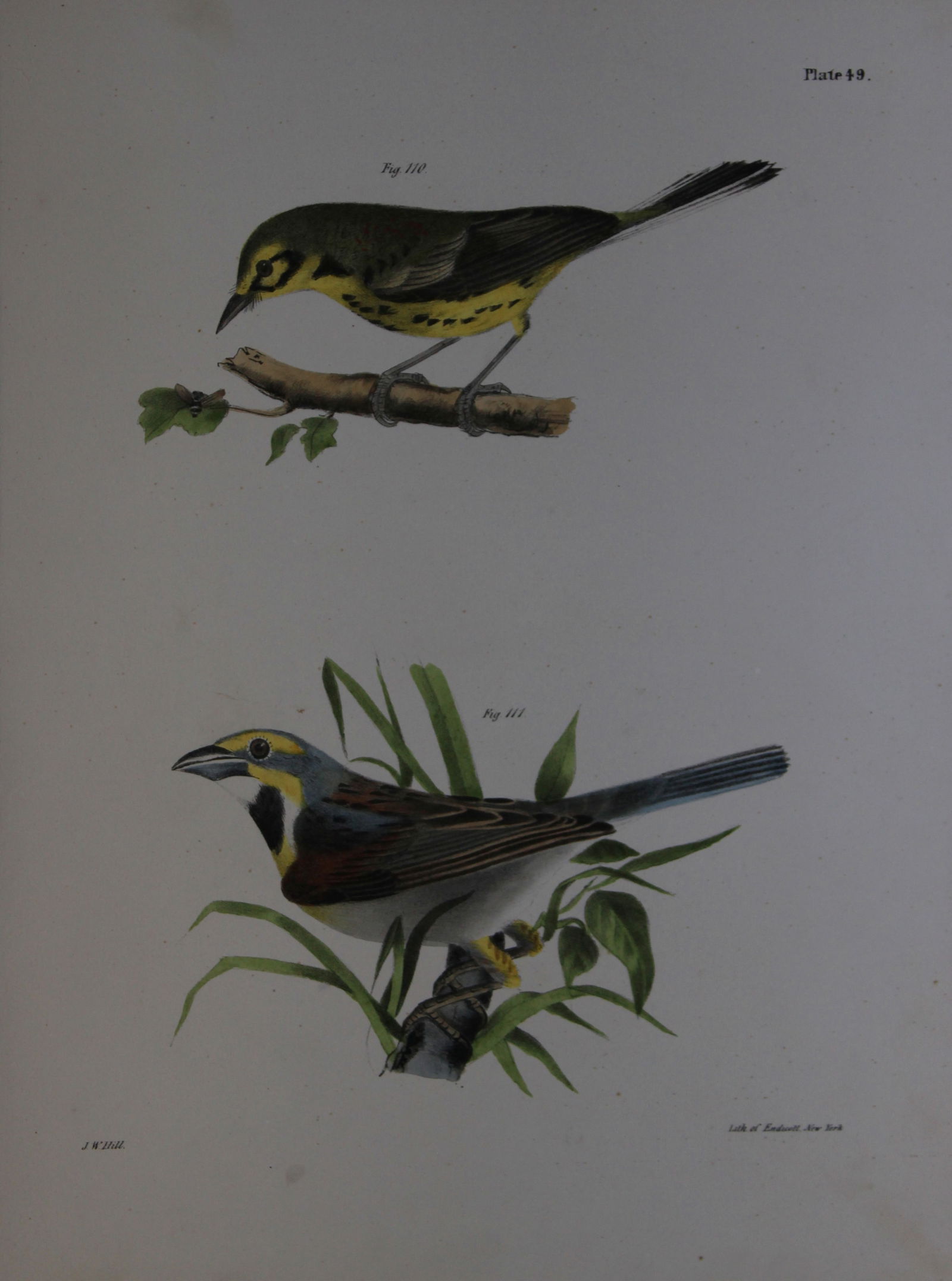 James E DeKay - Plate XLIX The Prairie Warbler and The Black-throated Bunting 1844 (1 of 1)
