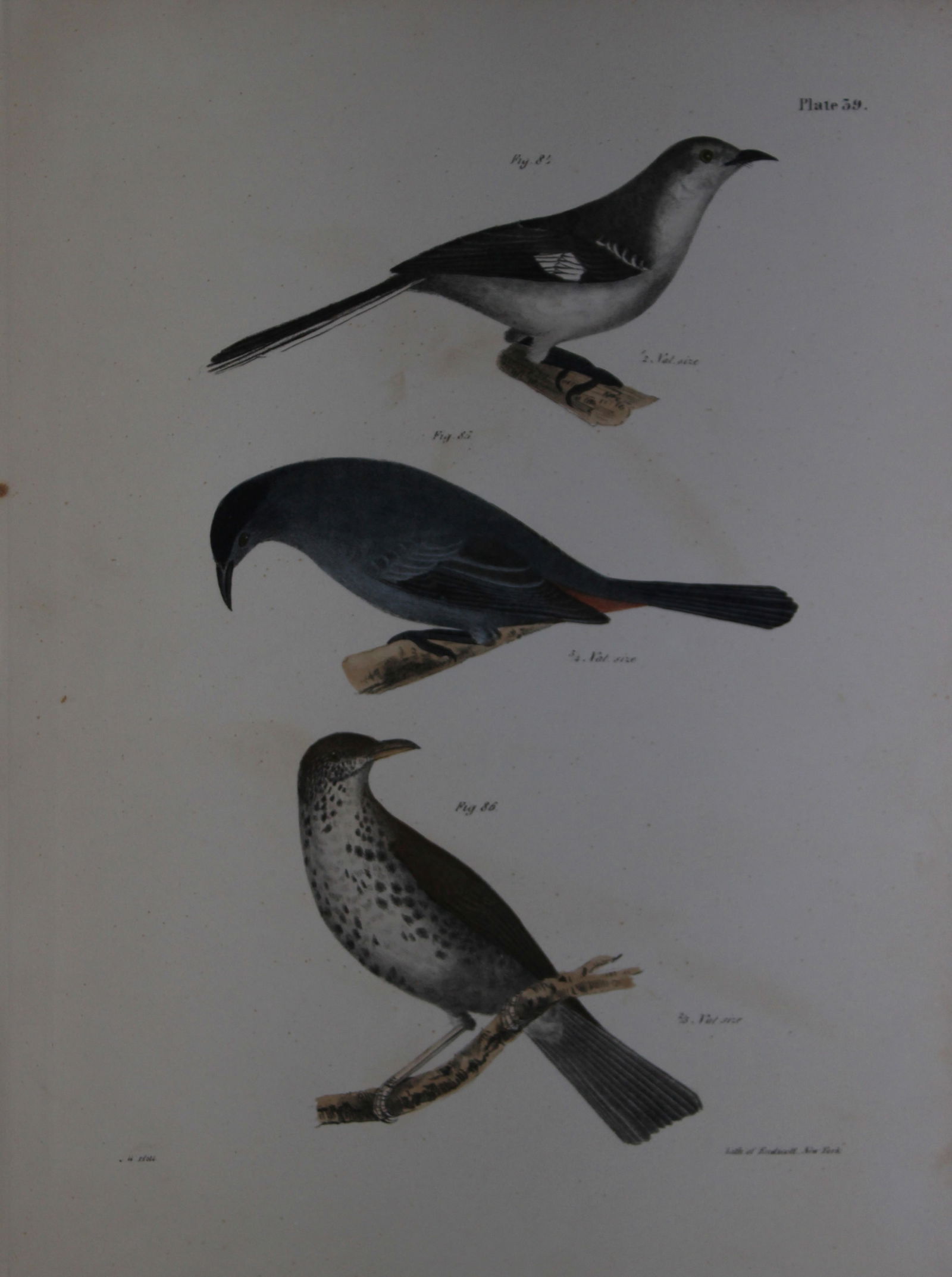 James E DeKay - Plate XXXIX The Mocking-bird, The Cat-bird and The Wood Thrush 1844 (1 of 1)