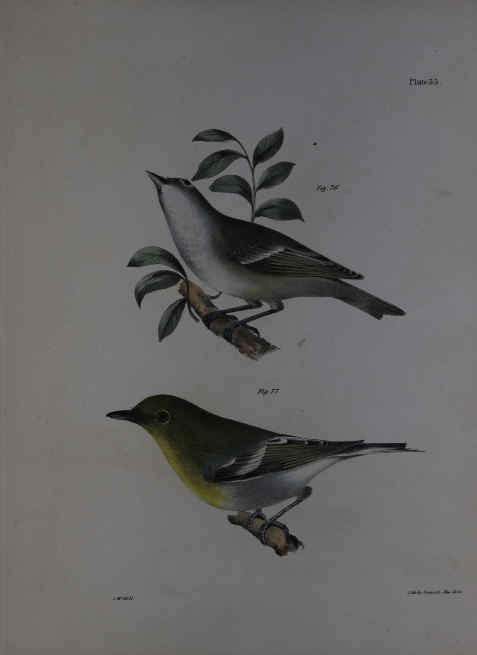 James E DeKay - Plate XXXV The Solitary Greenlet and The Yellow-throated Greenlet 1844 (1 of 1)