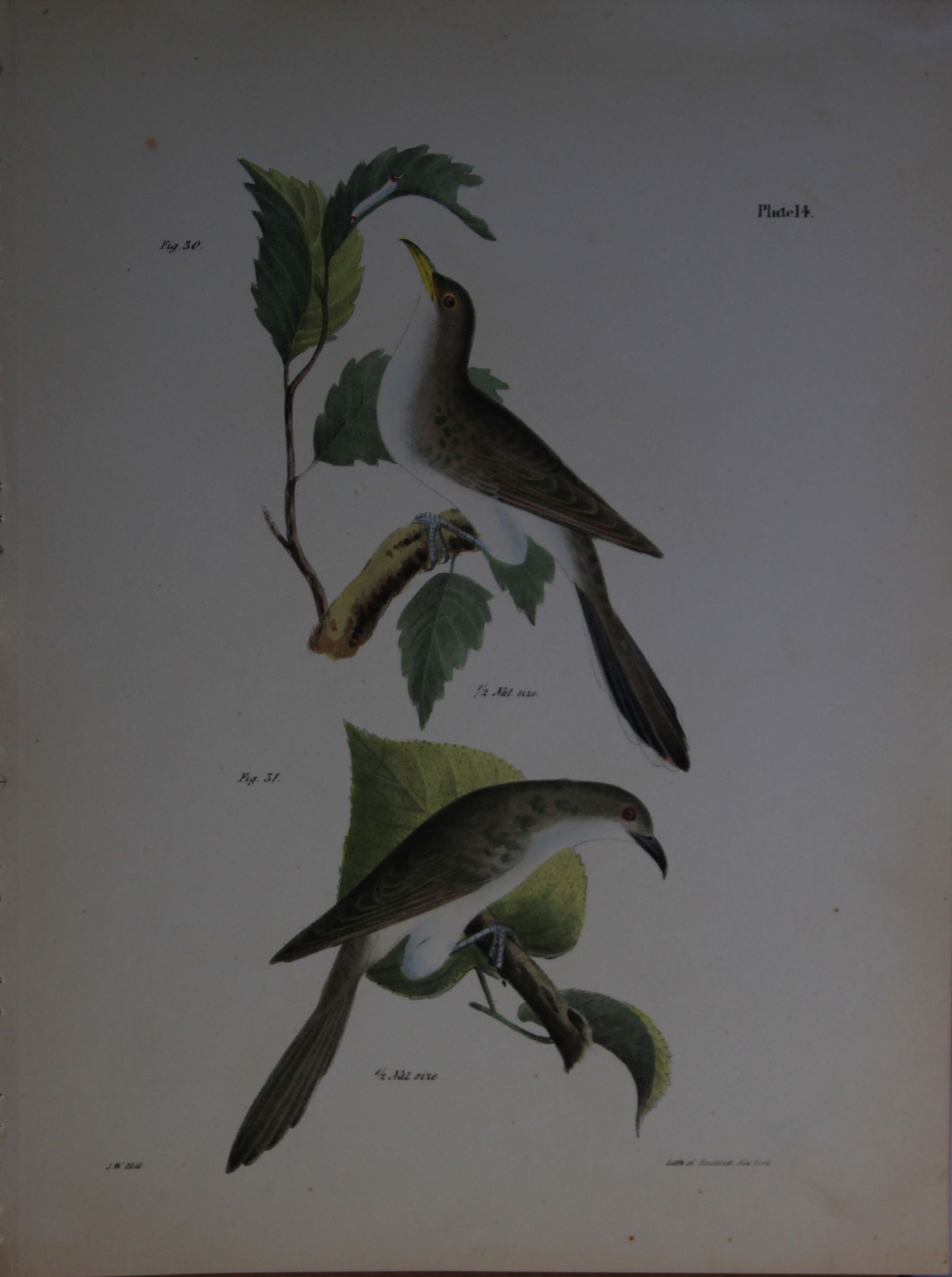 James E DeKay -Plate XIV The Yellow-billed Cuckoo and The Black-billed Cuckoo 1844: This original and striking 19th century engraving, drawn mostly from living specimens, have been superbly hand painted by professional colourists.James E. DeKay (1792 ? 1851) was an American zoologist