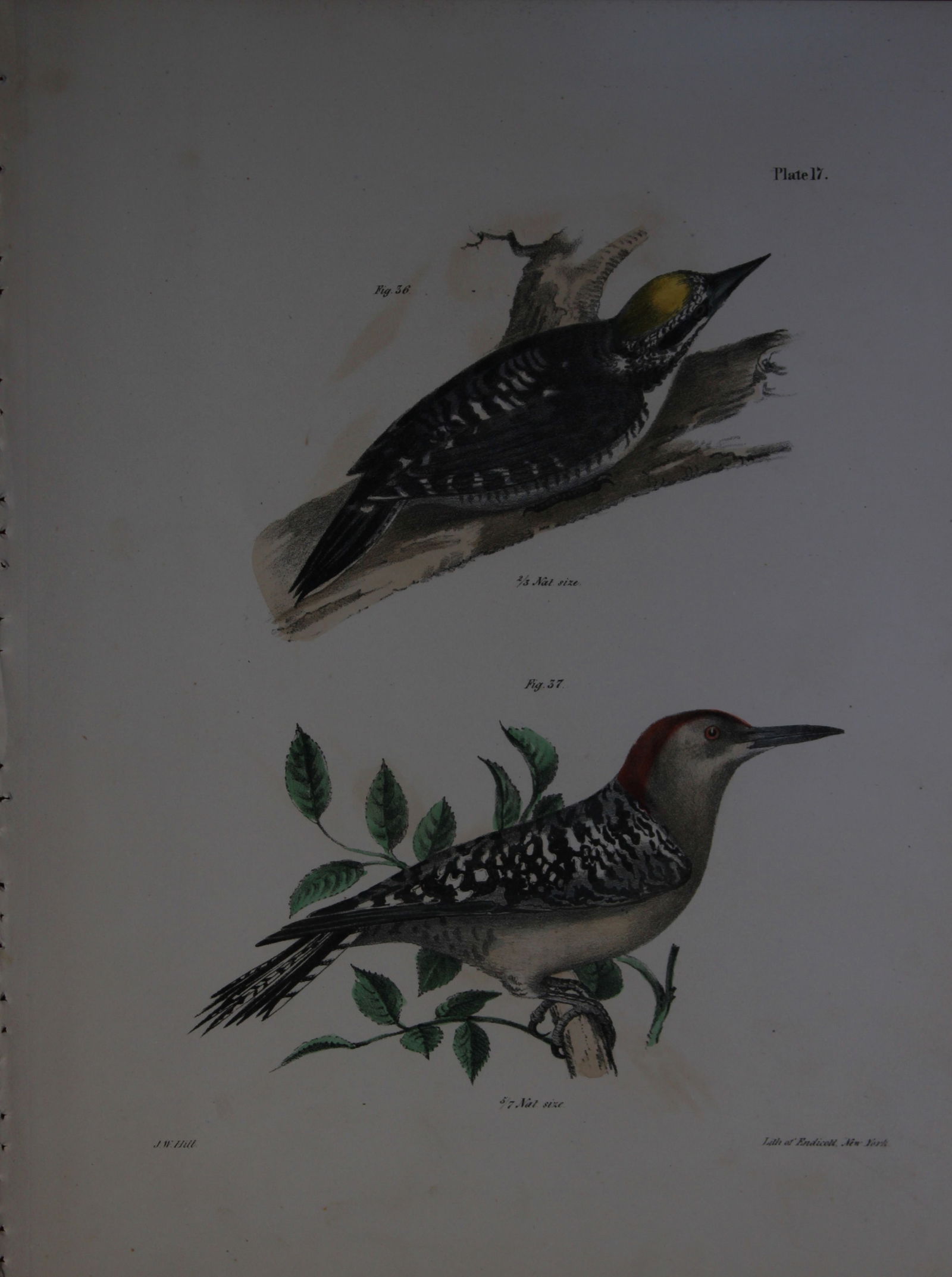 James E DeKay - Plate XVII The Arctic Woodpecker and The Red-bellied Woodpecker 1844 (1 of 1)