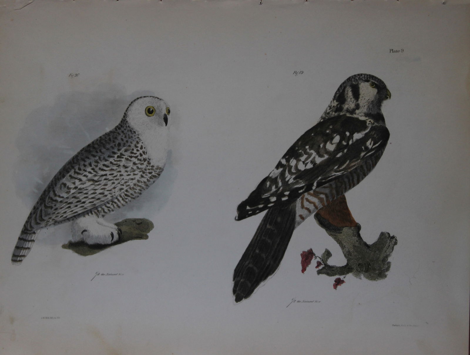 James E DeKay - Plate IX The Hawk Owl and The Snow Owl 1844 (1 of 1)
