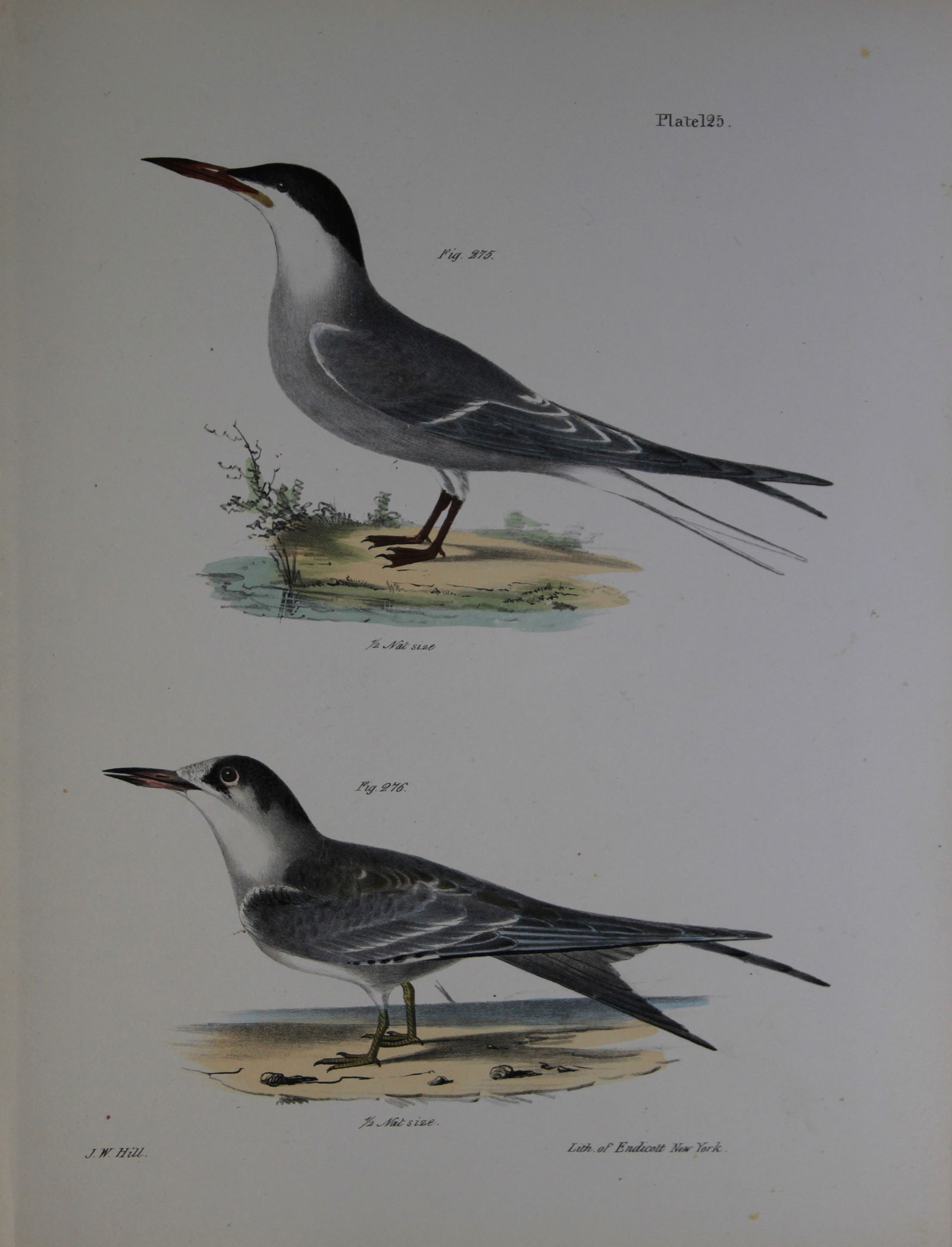 James E DeKay - Plate CXXV The Common Tern, adult and young 1844 (1 of 1)