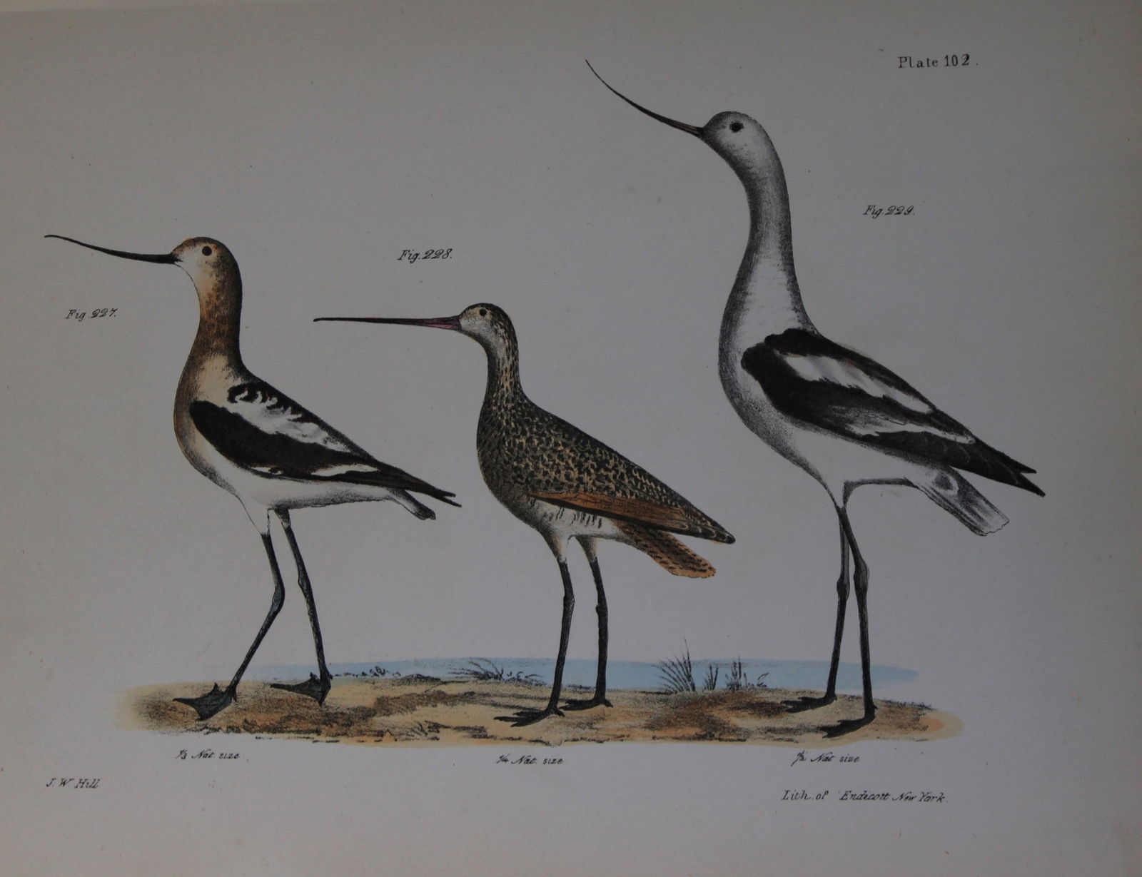 James E DeKay - Plate CII The American Avoset, The Marlin and The American Avoset 1844 (1 of 1)