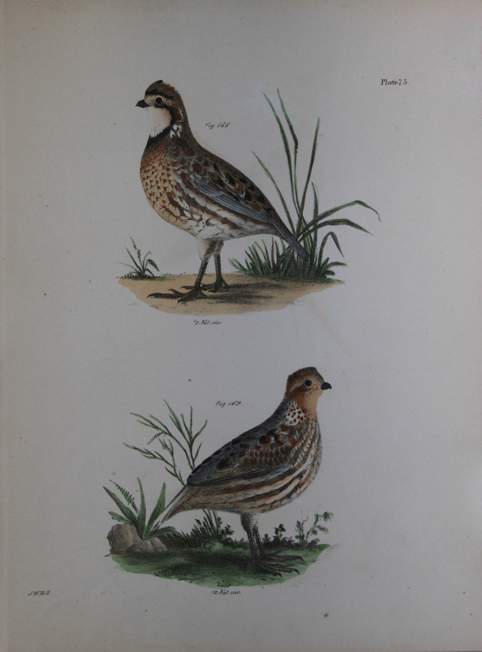 James E DeKay - Plate LXXV The American Quail, male and female 1844 (1 of 1)