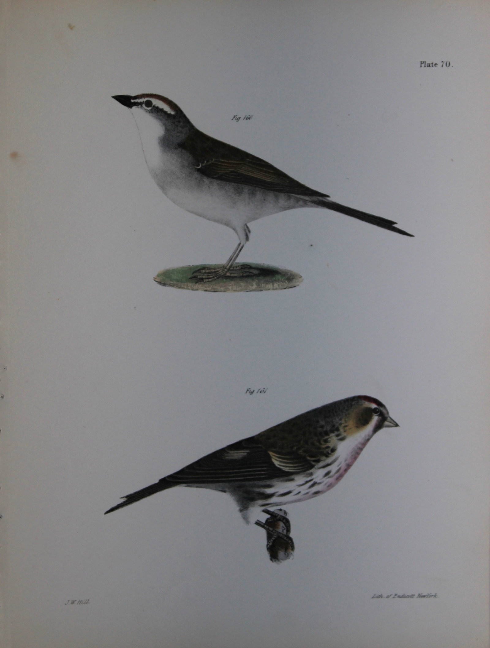 James E DeKay - Plate LXX The Chip-bird and The Lesser Redpoll 1844 (1 of 1)