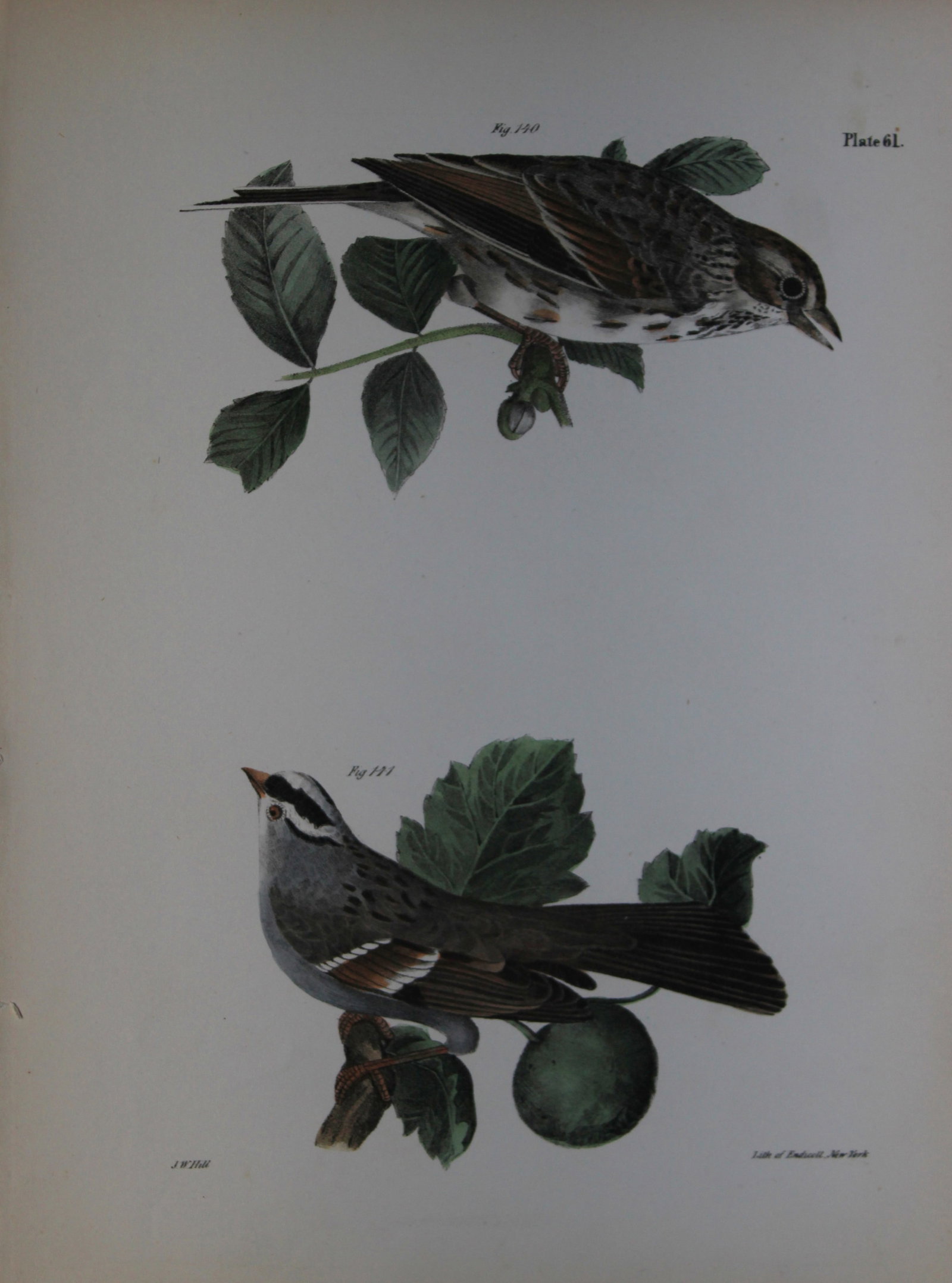 James E DeKay - Plate LXI The Bay-winged Sparrow and The White-throated Sparrow 1844 (1 of 1)