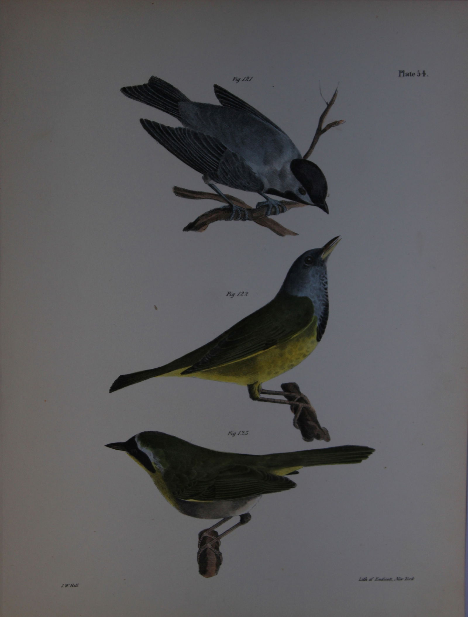 James E DeKay - Plate LIV The Carolina Tit, The Mourning Warbler and The Yellow-throat 1844: This original and striking 19th century engraving, drawn mostly from living specimens, have been superbly hand painted by professional colourists.James E. DeKay (1792 ? 1851) was an American zoologist