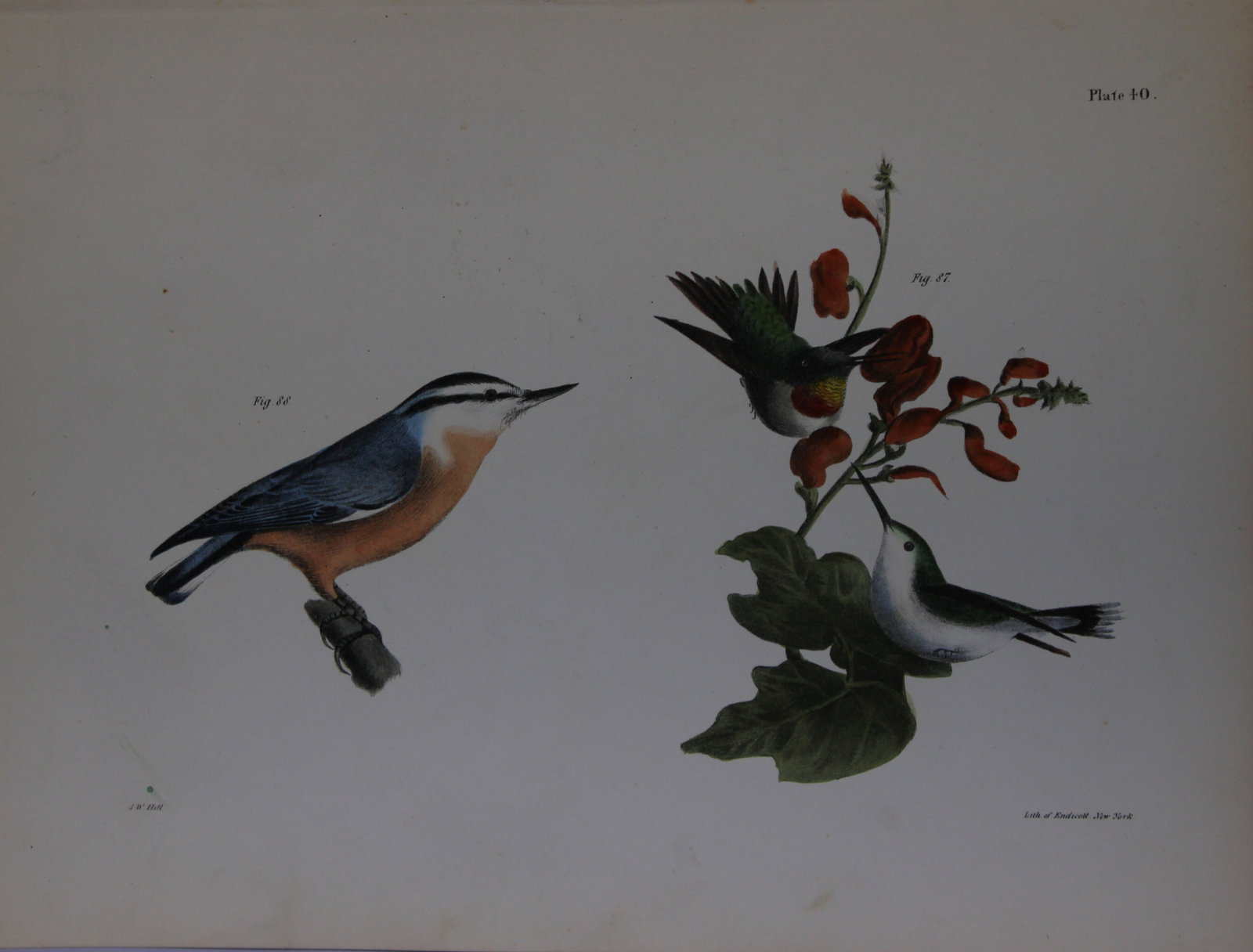 James E DeKay - Plate XL The Red-throated Hummingbird, male and female and The Red-bellied Nuthatch (1 of 1)
