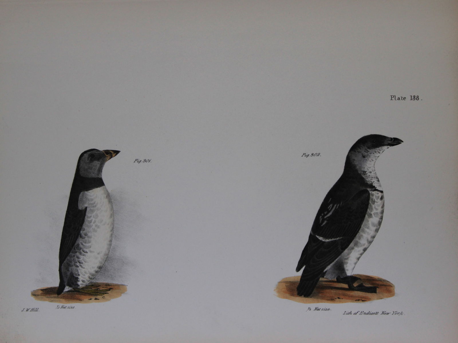 James E DeKay - Plate CXXXVIII The Arctic Puffin and The Sea Dove 1844 (1 of 1)