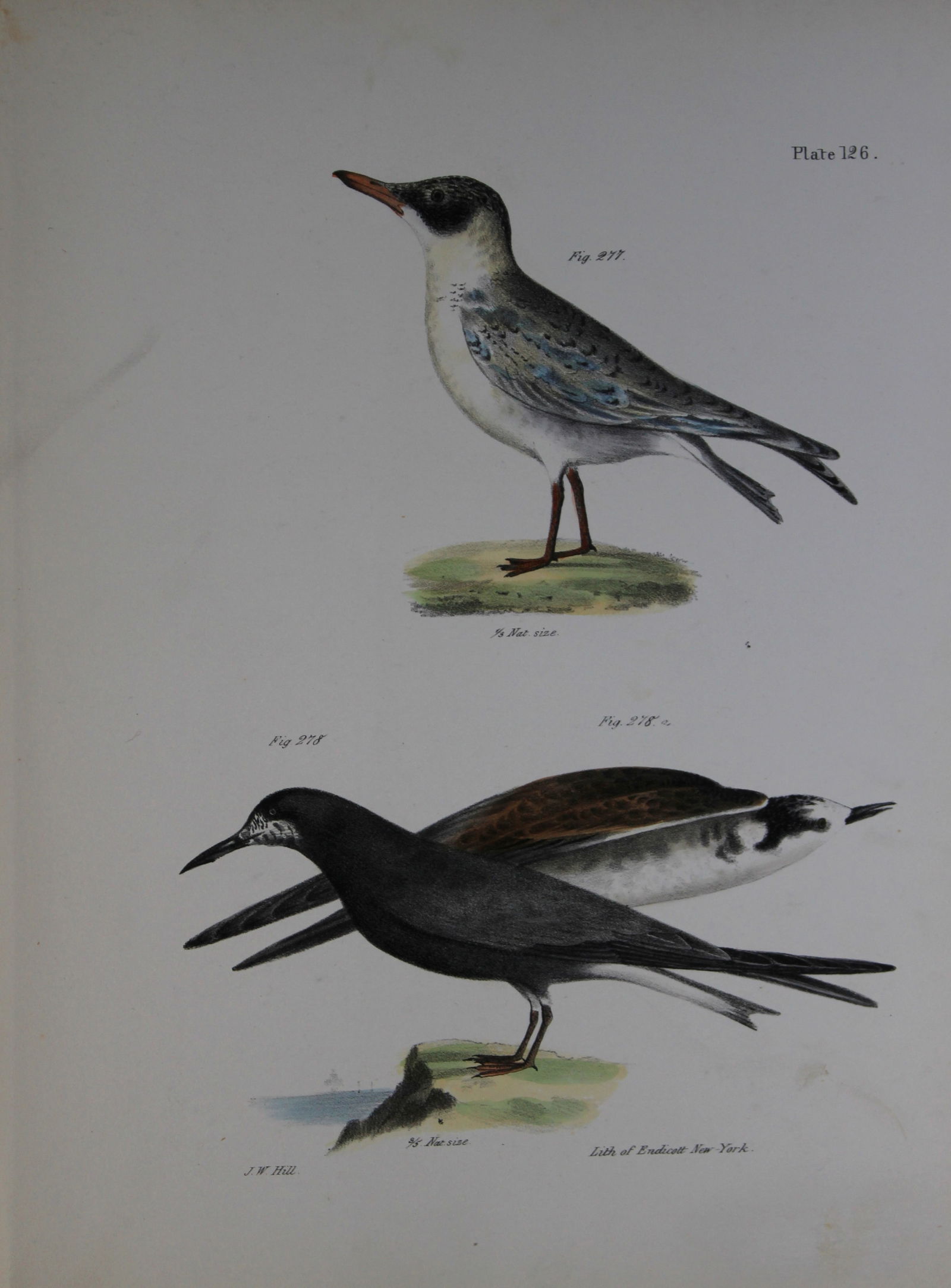 James E DeKay - Plate CXXVI The Cayenne Tern and The Black Tern 1844 (1 of 1)