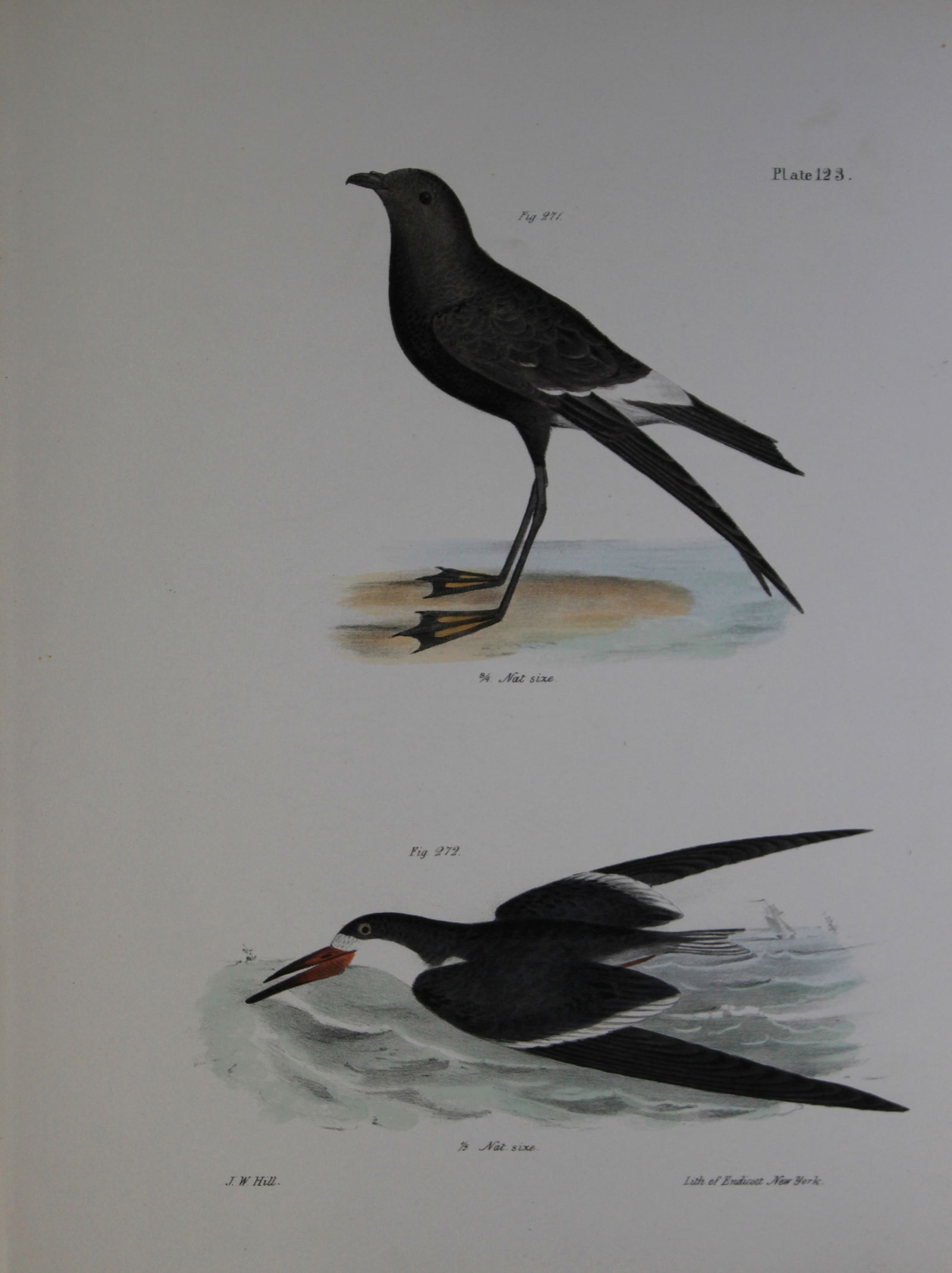 James E DeKay - Plate CXXIII Wilson's Petrel and The Black Skimmer 1844: This original and striking 19th century engraving, drawn mostly from living specimens, have been superbly hand painted by professional colourists.James E. DeKay (1792 ? 1851) was an American zoologist