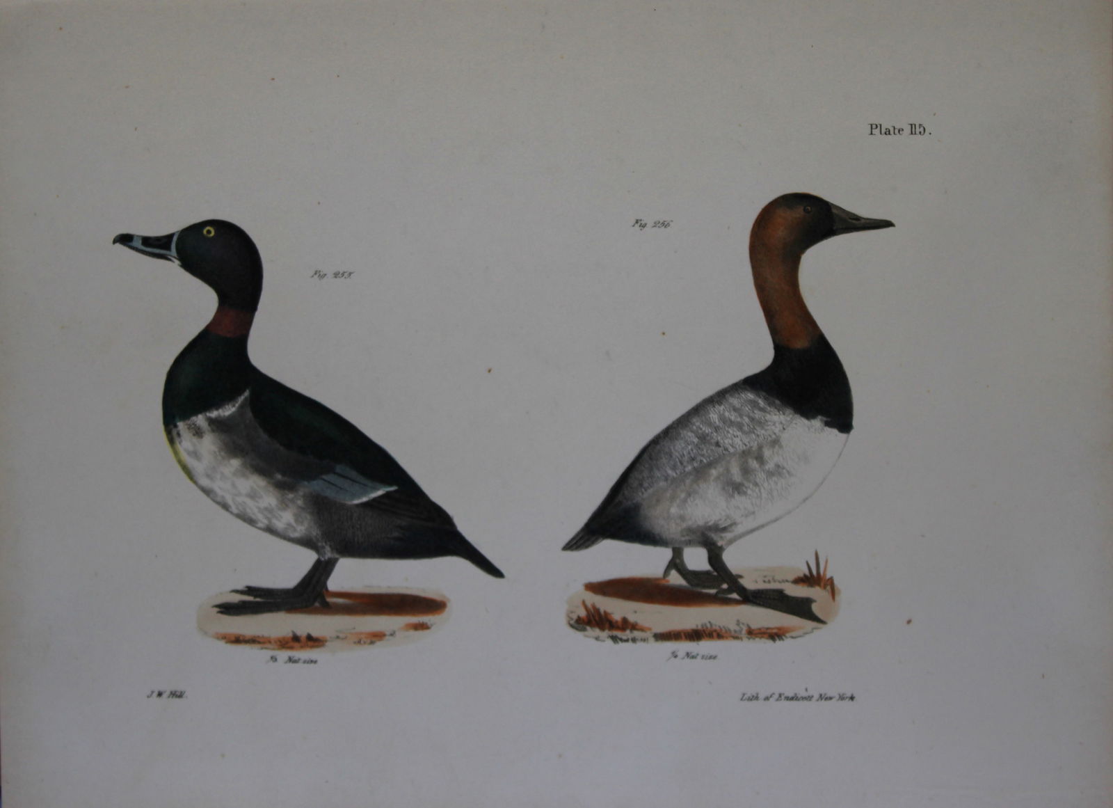 James E DeKay - Plate CXV The Bastard Broadbill and The Canvass-back 1844 (1 of 1)