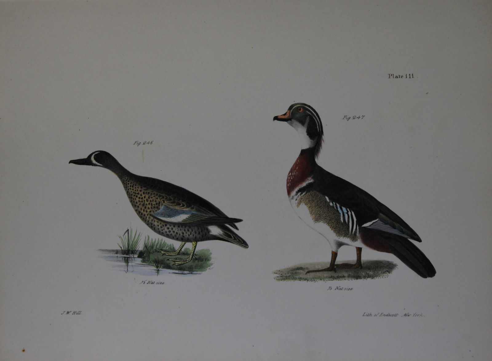 James E DeKay - Plate CXI The Blue-winged Teal and The Wood Duck 1844 (1 of 1)
