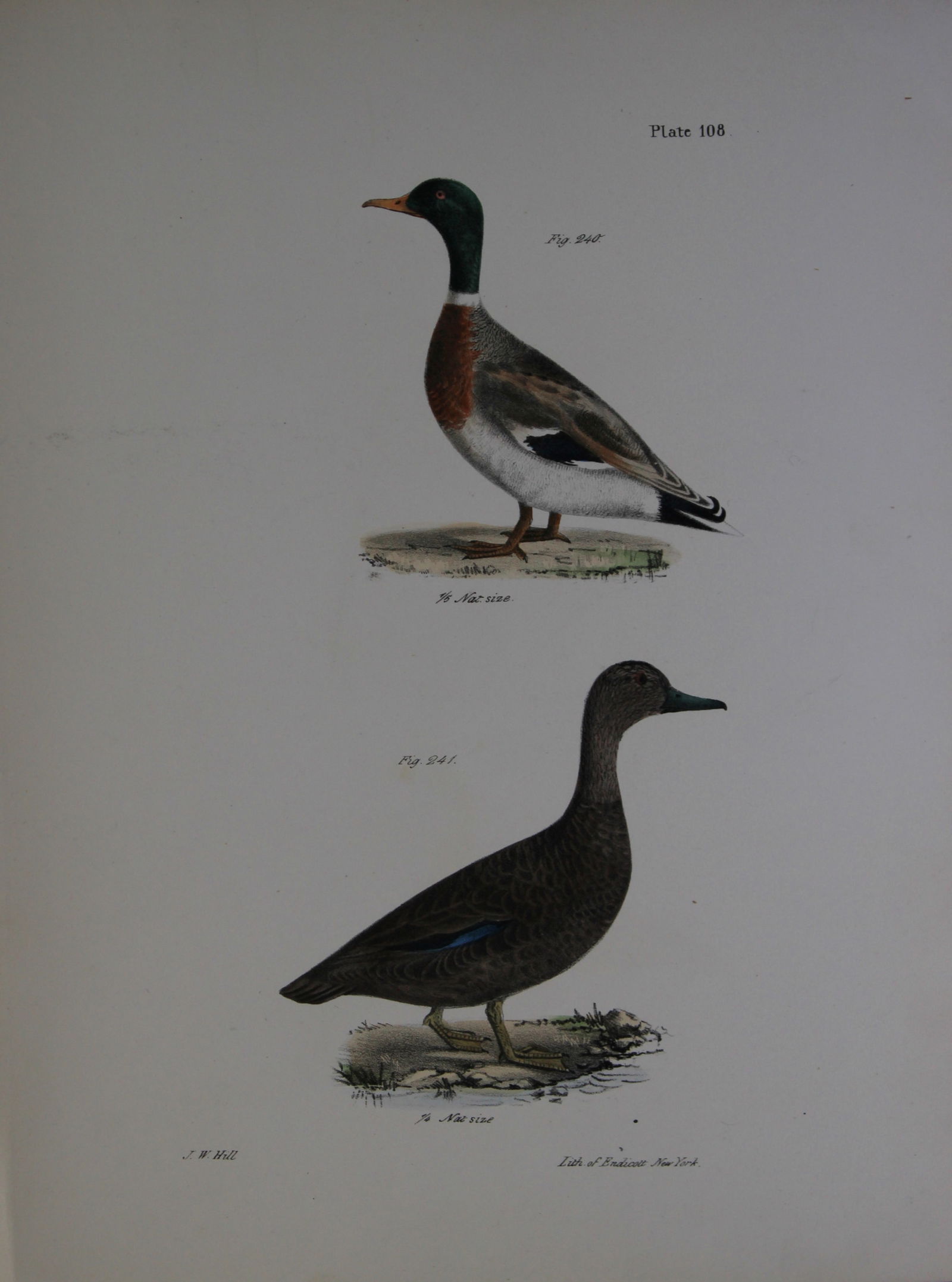 James E DeKay - Plate CVIII The Mallard and The Black Duck 1844 (1 of 1)
