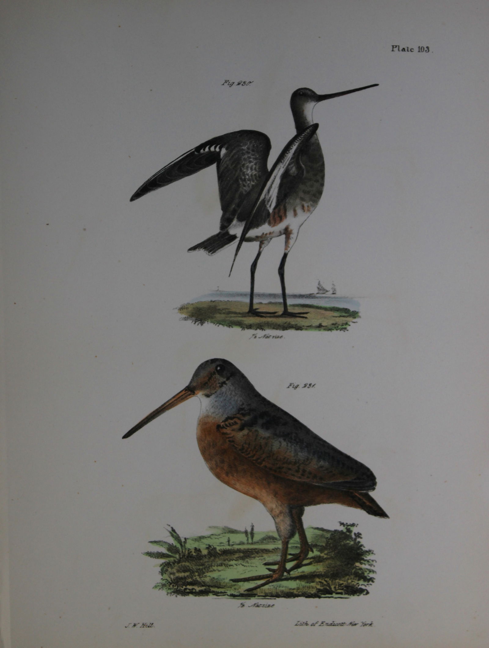James E DeKay - Plate CIII The Ring-tailed Marlin and The American Woodcock 1844 (1 of 1)