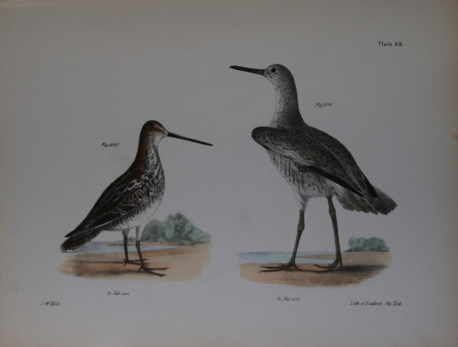 James E DeKay - Plate XCVIII The Willet and The American Snipe 1844 (1 of 1)