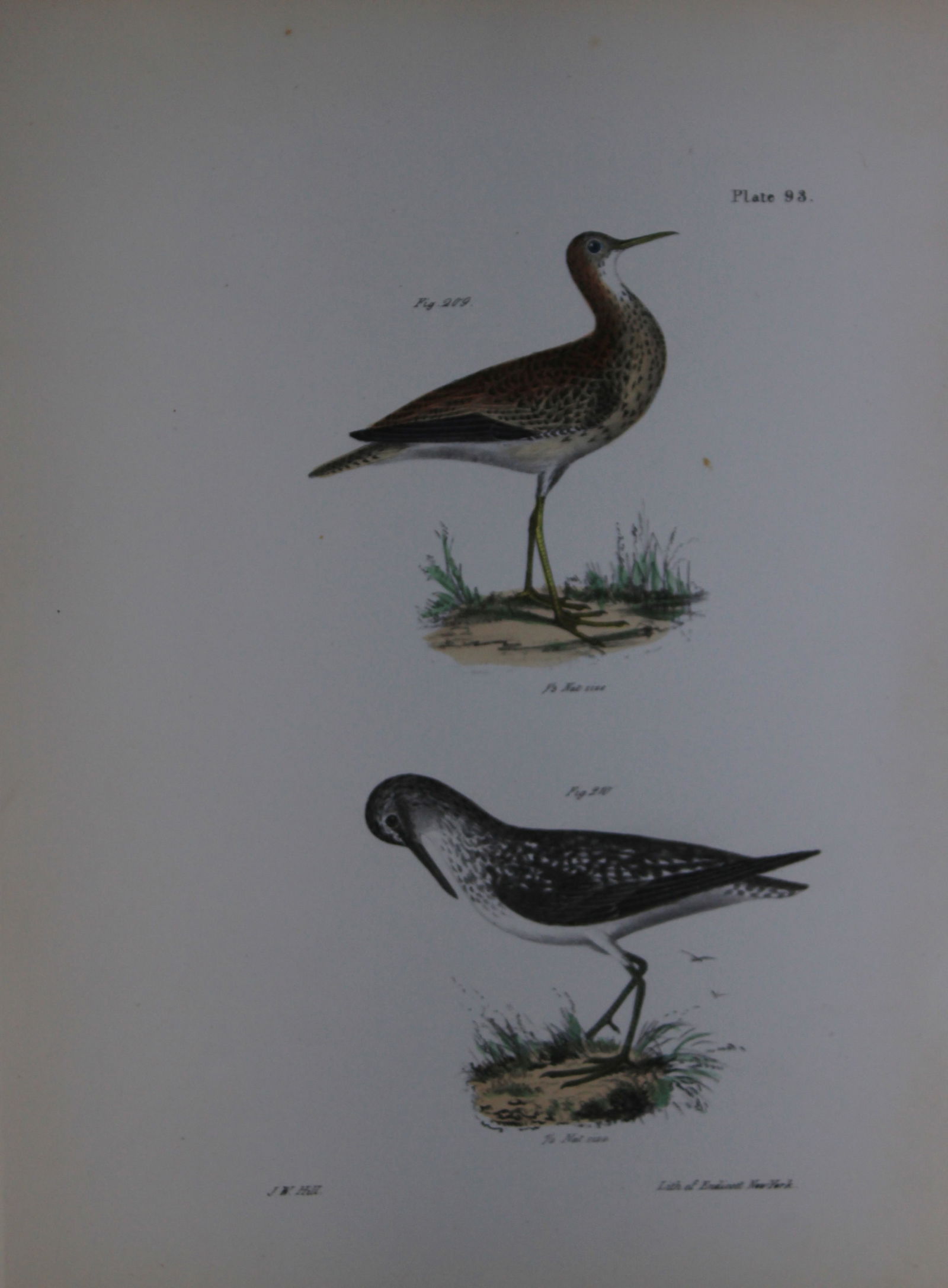 James E DeKay - Plate XCIII The Grey Plover and The Solitary Tatler 1844 (1 of 1)