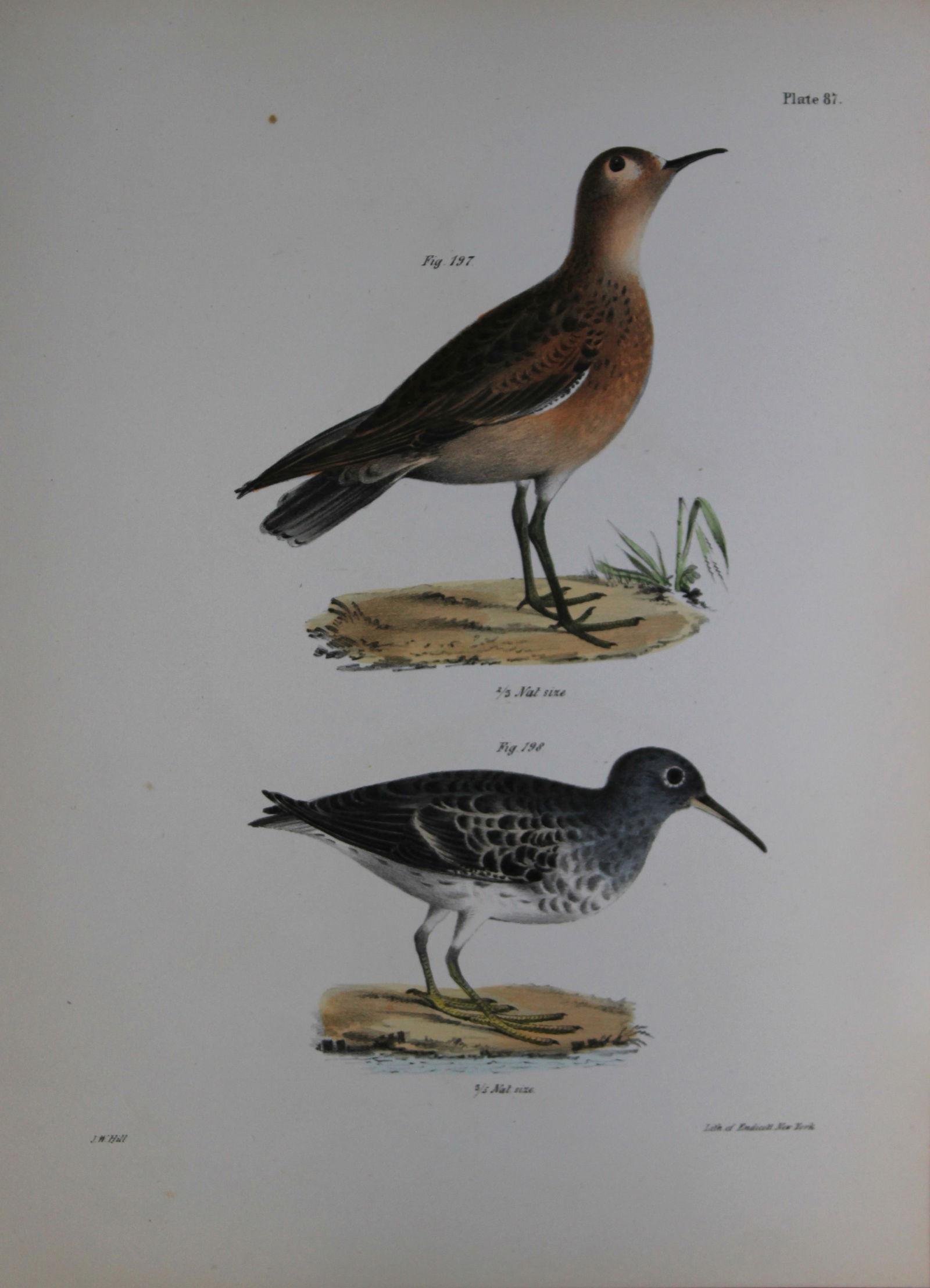 James E DeKay - Plate LXXXVII The Buff-breasted Sandpiper and The Purple Sandpiper 1844 (1 of 1)