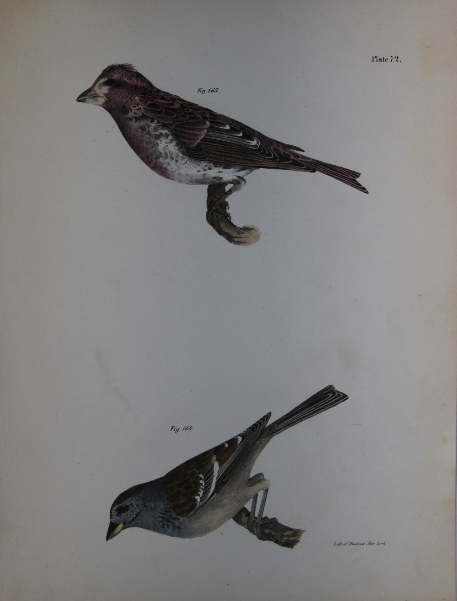 James E DeKay - Plate LXXII The Crested Purple Finch and The Tree Bunting 1844: This original and striking 19th century engraving, drawn mostly from living specimens, have been superbly hand painted by professional colourists.James E. DeKay (1792 ? 1851) was an American zoologist