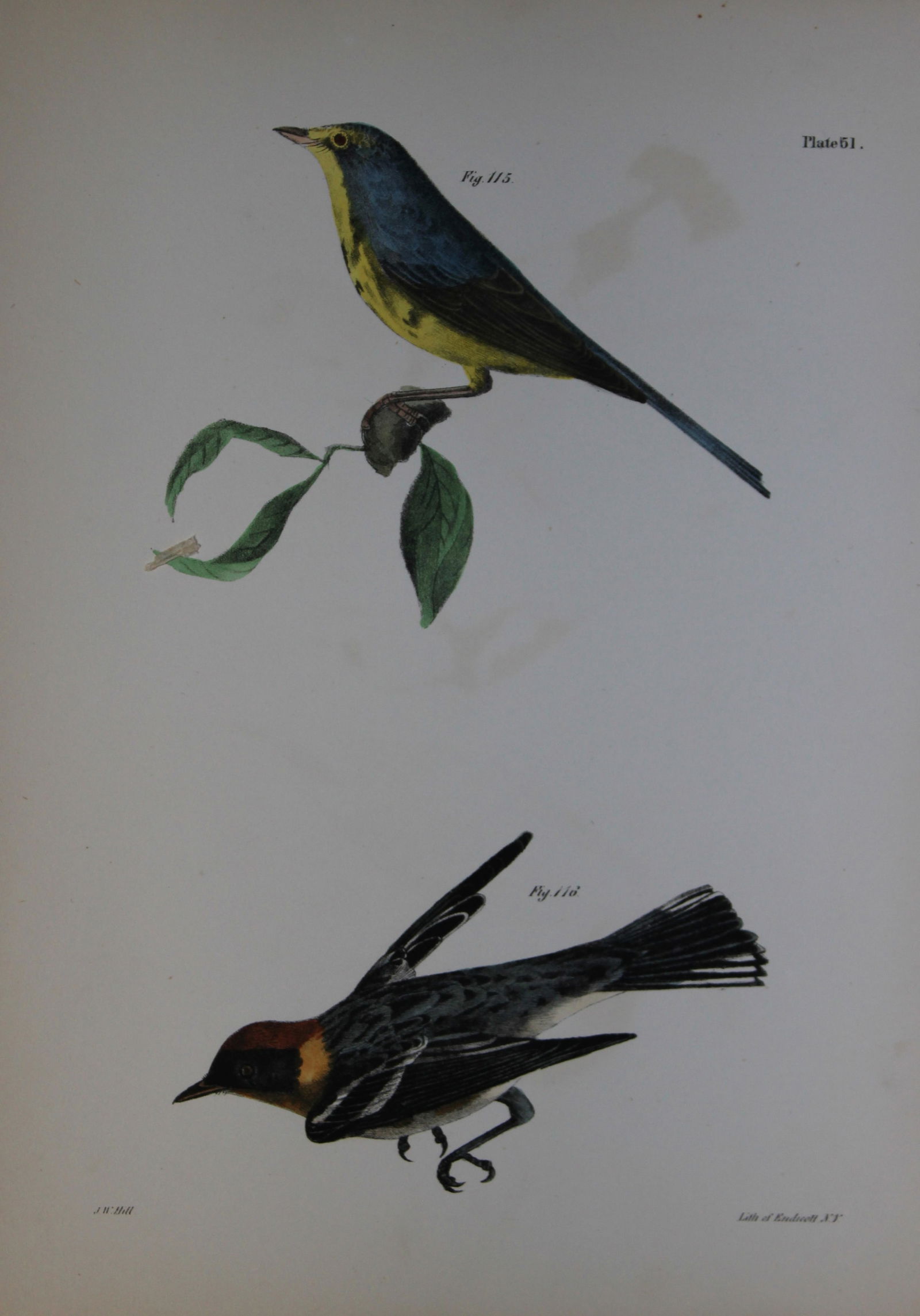 James E DeKay - Plate LI The Spotted Canada Warbler and The Bay-breasted Warbler 1844 (1 of 1)