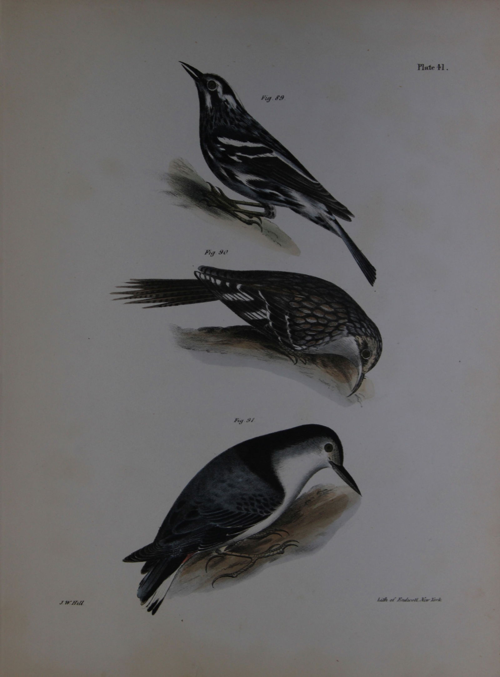 James E DeKay - Plate XLI The Varied Creeping Warbler, The Brown Creeper and The White-breasted: This original and striking 19th century engraving, drawn mostly from living specimens, have been superbly hand painted by professional colourists.James E. DeKay (1792 ? 1851) was an American zoologist