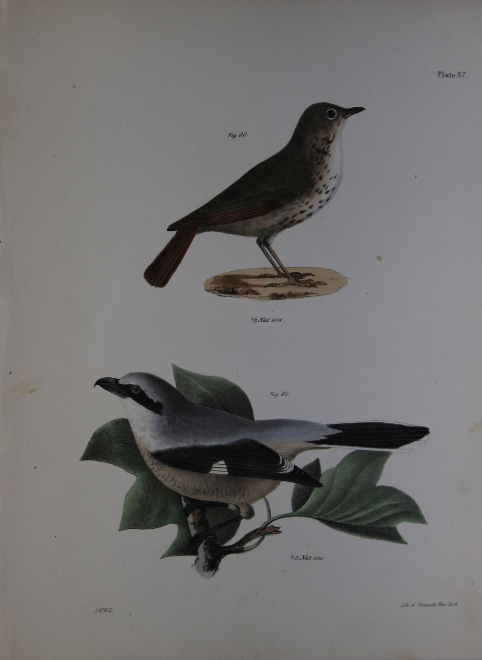 James E DeKay - Plate XXXVII The Hermit Thrush and The Northern Butcher-bird 1844 (1 of 1)