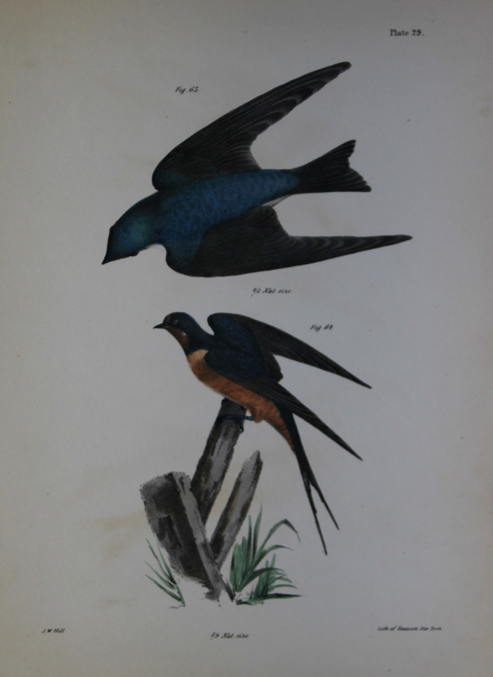 James E DeKay - Plate XXIX The White-bellied Swallow and The Barn Swallow 1844 (1 of 1)