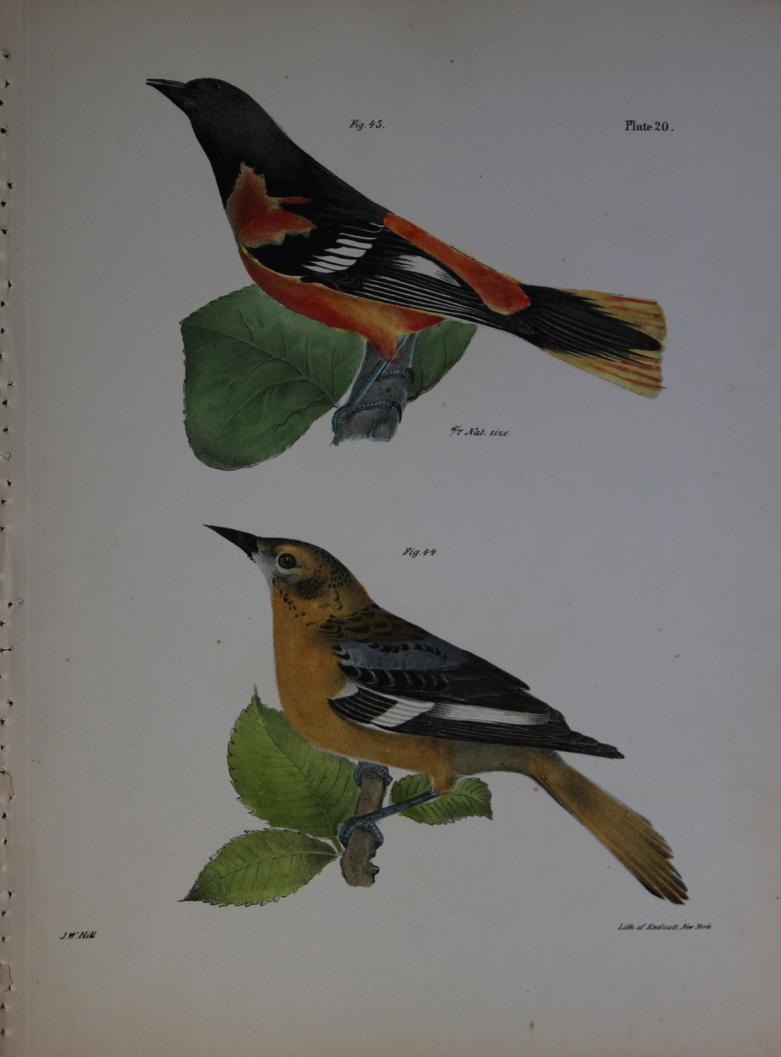 James E DeKay - Plate XX The Golden Oriole, male and female 1844 (1 of 1)