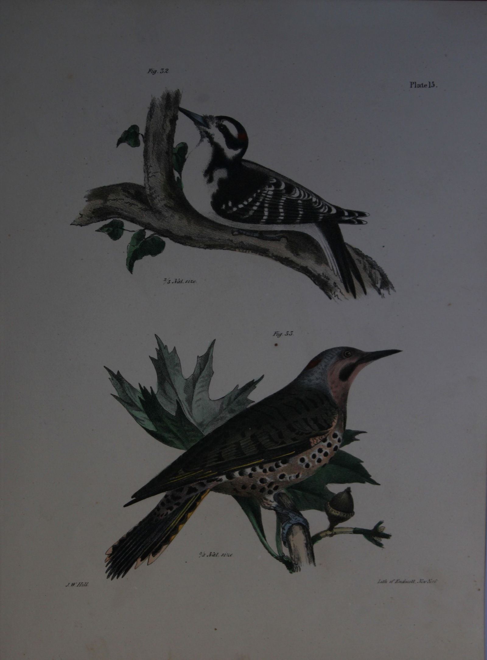 James E DeKay - Plate XV The Hairy Woodpecker and The Golden-winged Woodpecker 1844 (1 of 1)