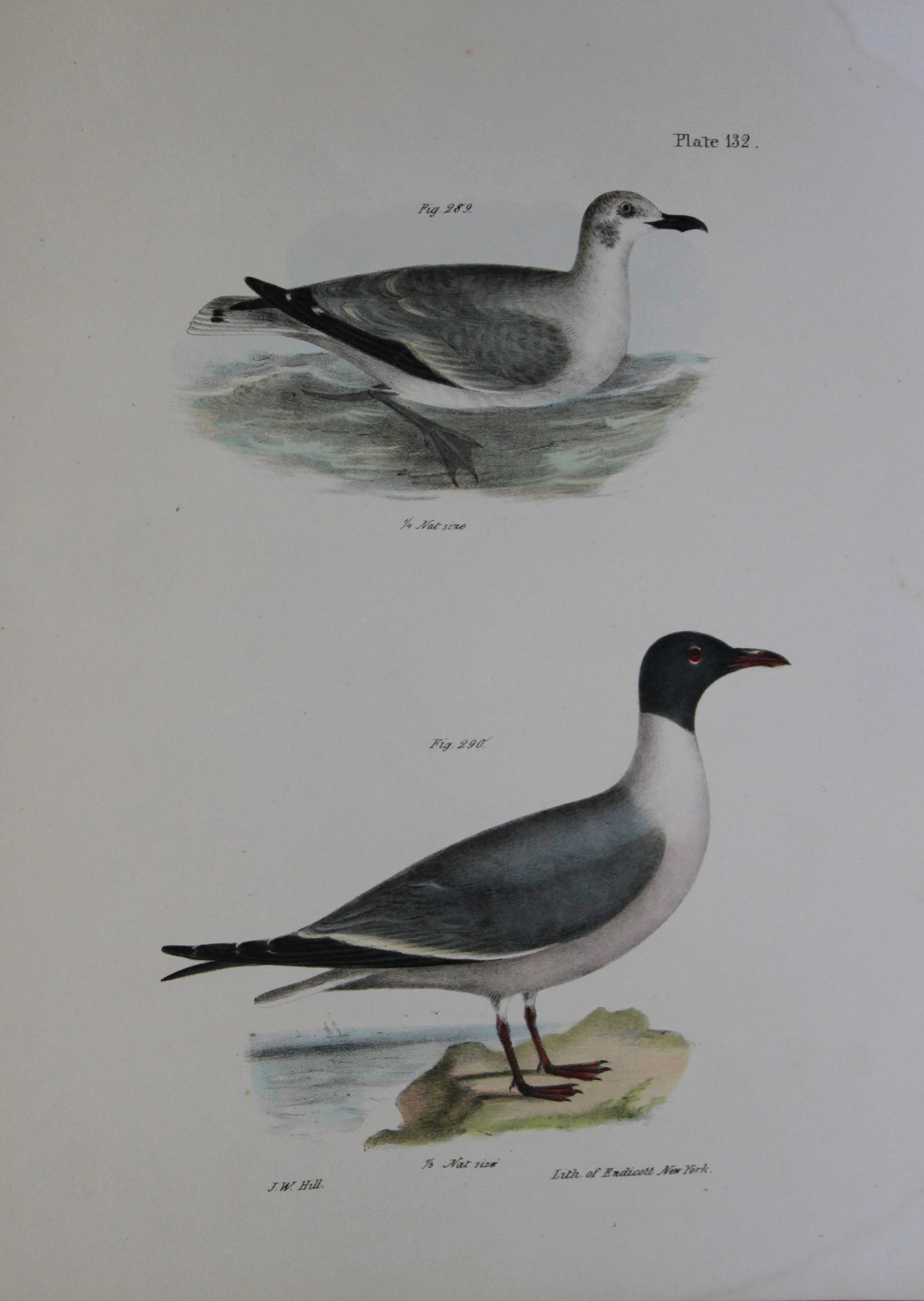 James E DeKay - Plate CXXXII The Laughing Gull, young 1844 (1 of 1)