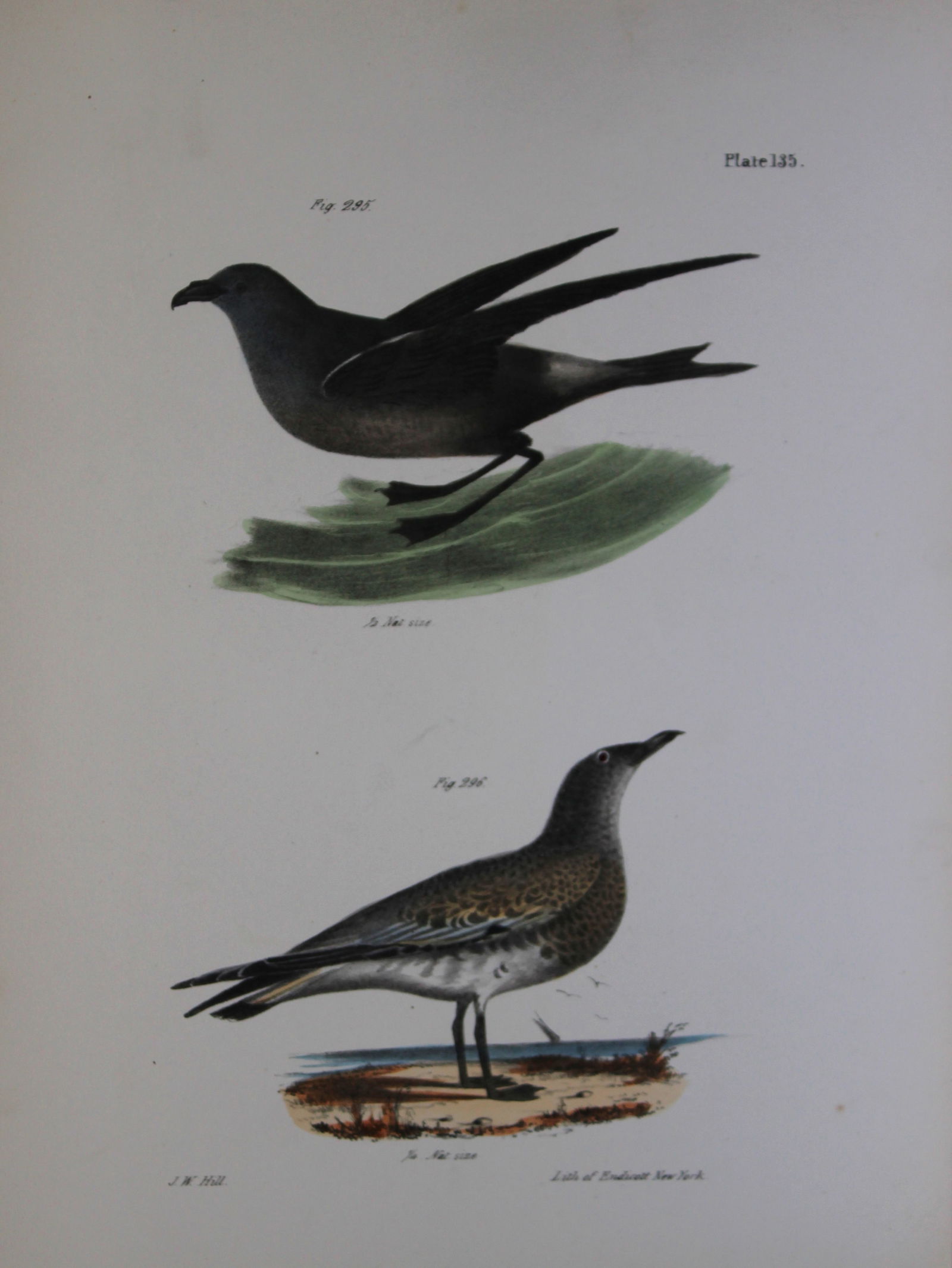 James E DeKay - Plate CXXXV The Fork-tailed Petrel and The Laughing Gull 1844 (1 of 1)