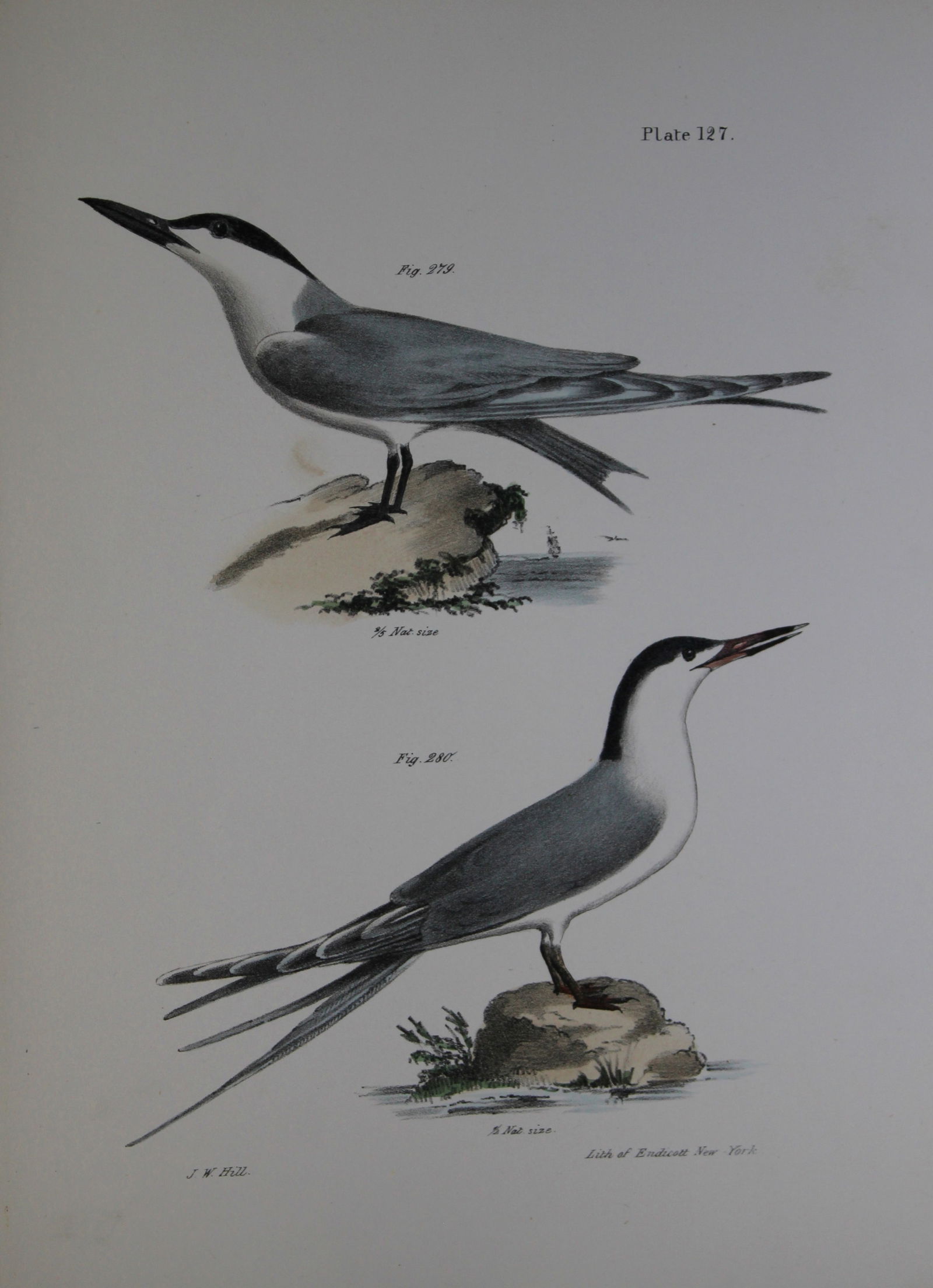 James E DeKay - Plate CXXVII The Marsh Tern (Sterna anglica) and The Roseate Tern 1844 (1 of 1)