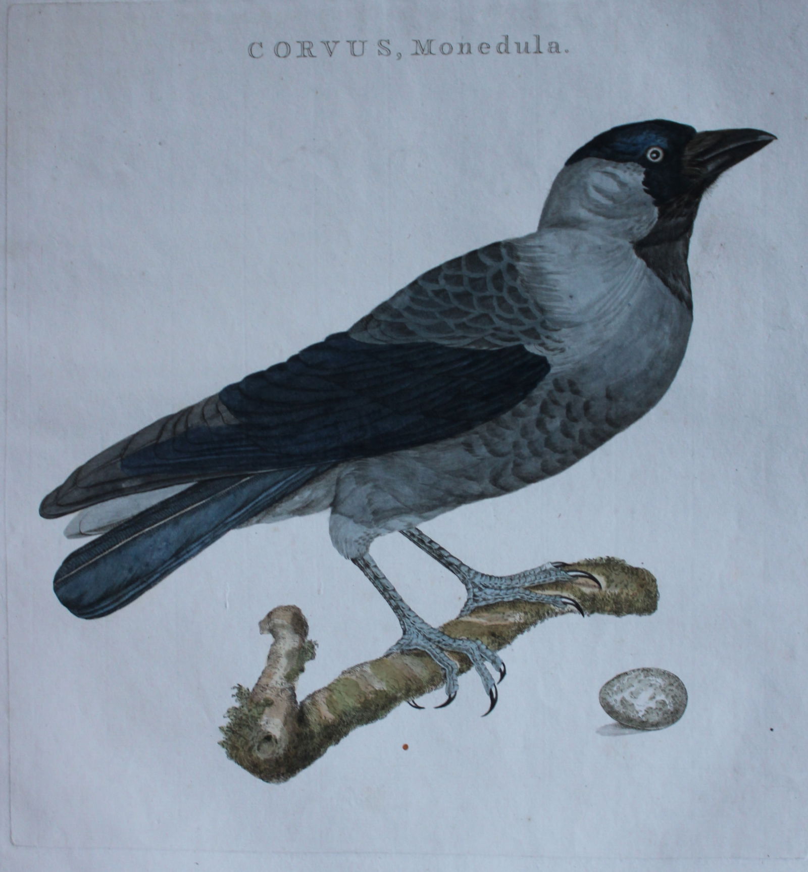 Nozeman & Sepp - Folio engraving of the Eurasian Jackdaw 1770: This beautiful engraving is of the Eurasian Jackdaw (Corvus monedula) from Nederlandsche Vogelen by Cornelius Nozeman. Published in Amsterdam in 1770.Size: measures approximately 14.5in x 20.5in (34cm