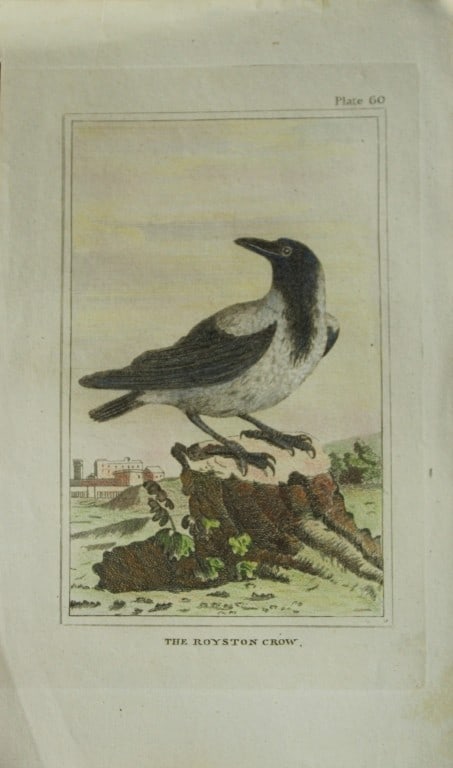 Buffon - Hand coloured engraving of Royston Crow 1812 (1 of 1)