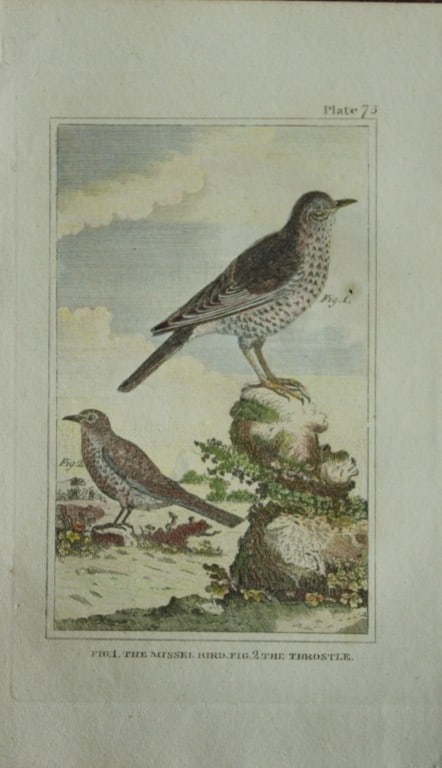 Buffon - Hand coloured engraving of Song and Missel Thrushes 1812: This hand coloured engraving is from Natural History General and Particular by Georges-Louis Leclerc Count de Buffon.Published by T. Cadell and Davies et al, 1812Size: 7.5in x 5in (19cm x 13cm)