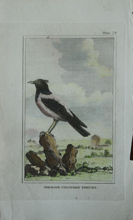 Buffon - Hand coloured engraving of the Rose Coloured Thrush 1812 (1 of 1)