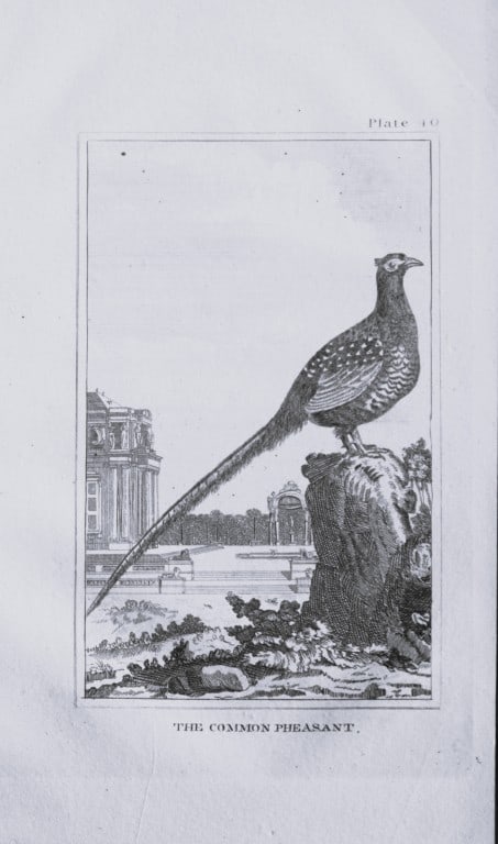 Buffon - Uncoloured engraving of the Common Pheasant 1812: This hand coloured engraving is from Natural History General and Particular by Georges-Louis Leclerc Count de Buffon.Published by T. Cadell and Davies et al, 1812Size: 7.5in x 5in (19cm x 13cm)