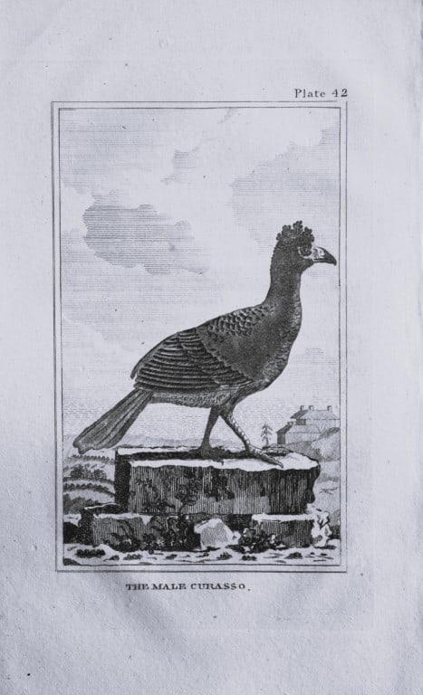 Buffon - Uncoloured engraving of the Male Curasso 1812 (1 of 1)