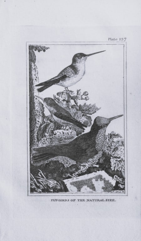 Buffon - Uncoloured engraving of Fly-Birds 1812 (1 of 1)