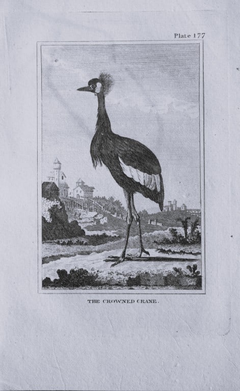 Buffon - Uncoloured engraving of the Crowned Crane 1812: This hand coloured engraving is from Natural History General and Particular by Georges-Louis Leclerc Count de Buffon.Published by T. Cadell and Davies et al, 1812Size: 7.5in x 5in (19cm x 13cm)