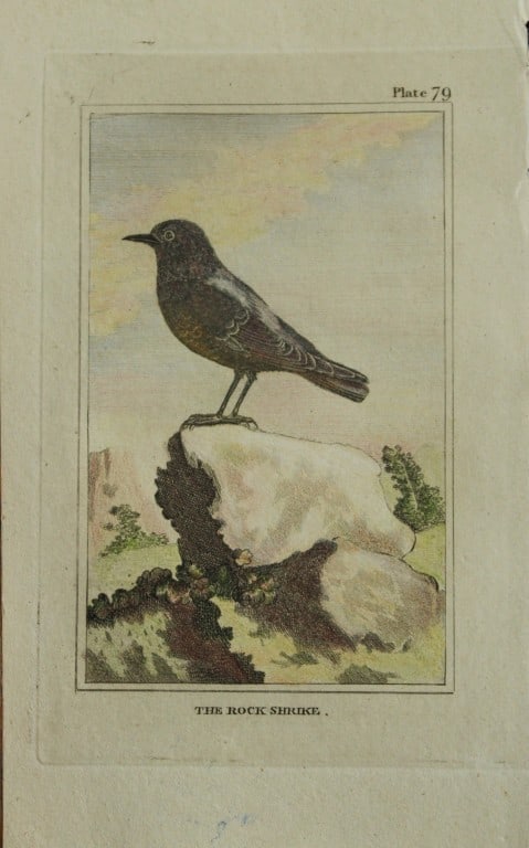Buffon - Hand coloured engraving of the Rock Shrike 1812 (1 of 1)