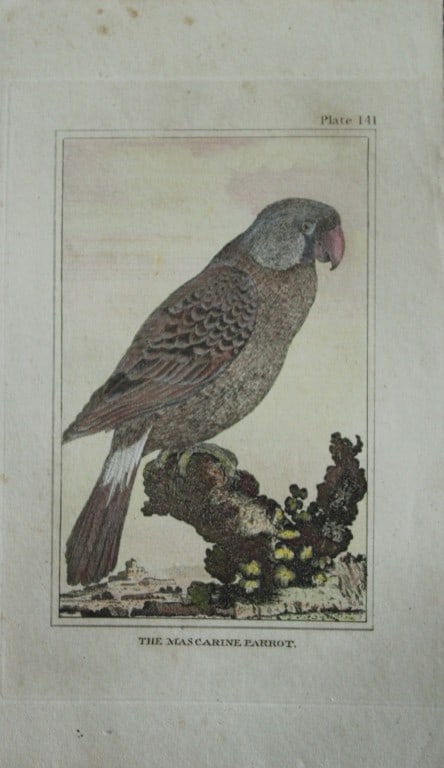 Buffon - Hand coloured engraving of The Mascarine Parrot 1812 (1 of 1)